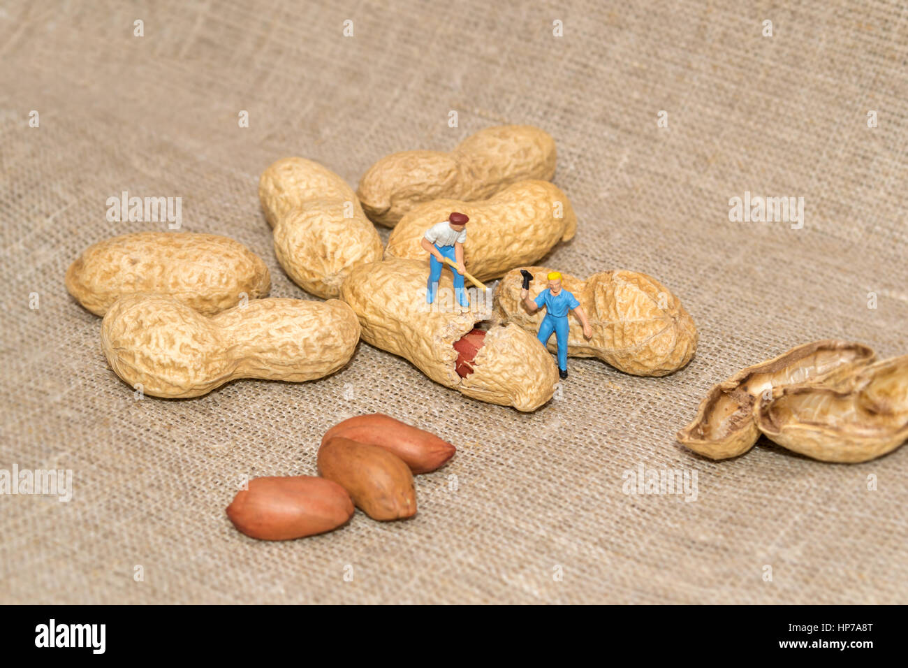 Pueblo en miniatura de picar las nueces. El avellano. Poca gente romper los cacahuetes. Los granos. Cacahuetes en una textura de lino. Foto de stock