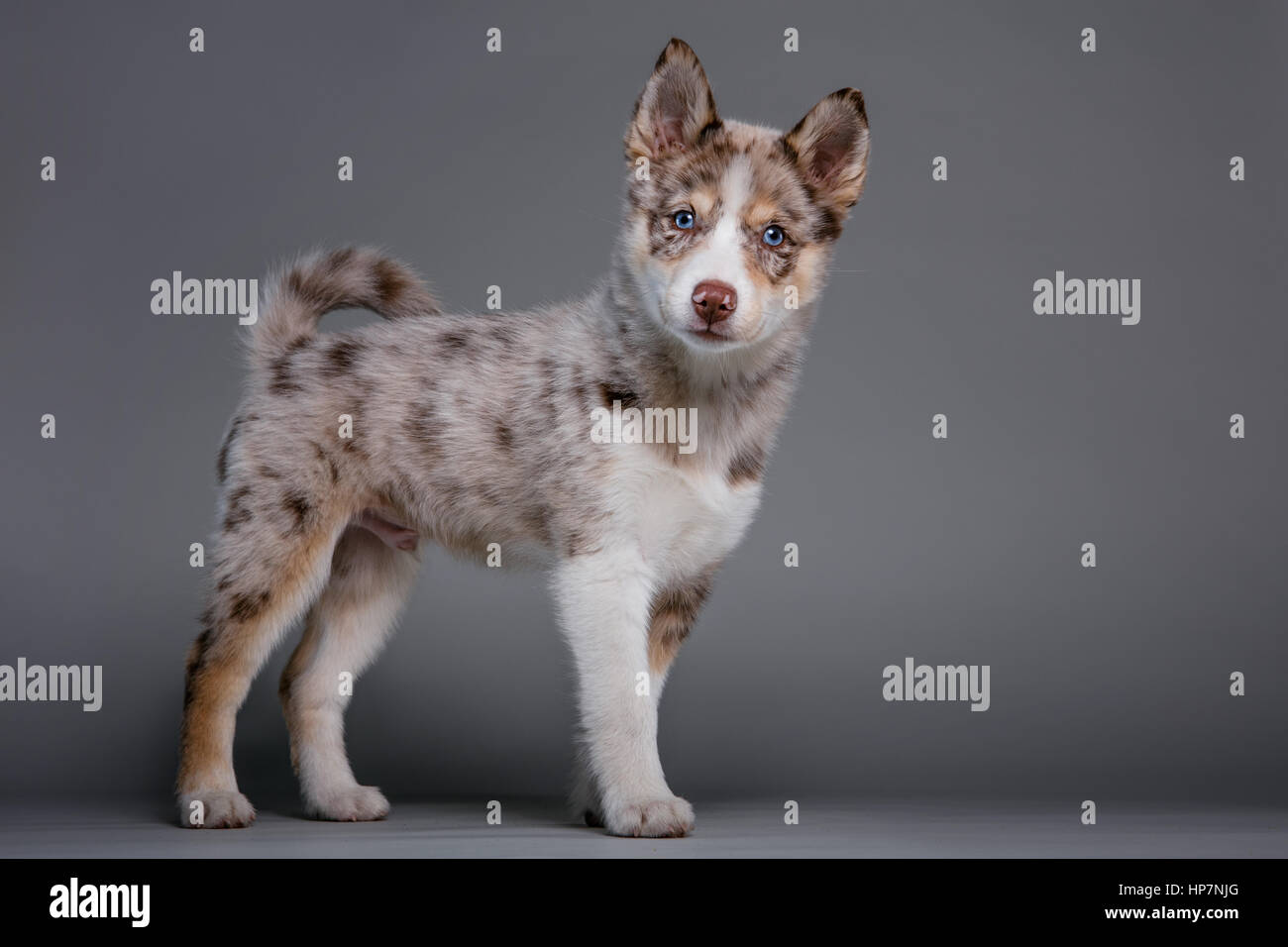 Retrato de estudio de cuerpo completo de un azul-eyed Pomsky cachorro buscando oportunamente en la cámara. Foto de stock