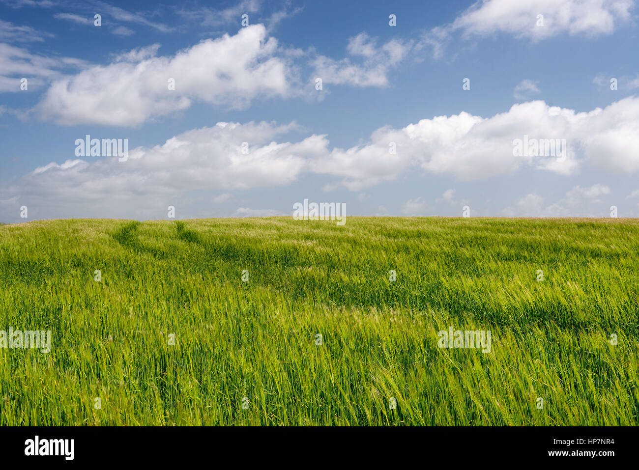 Ricos verde césped con nubes blancas Foto de stock