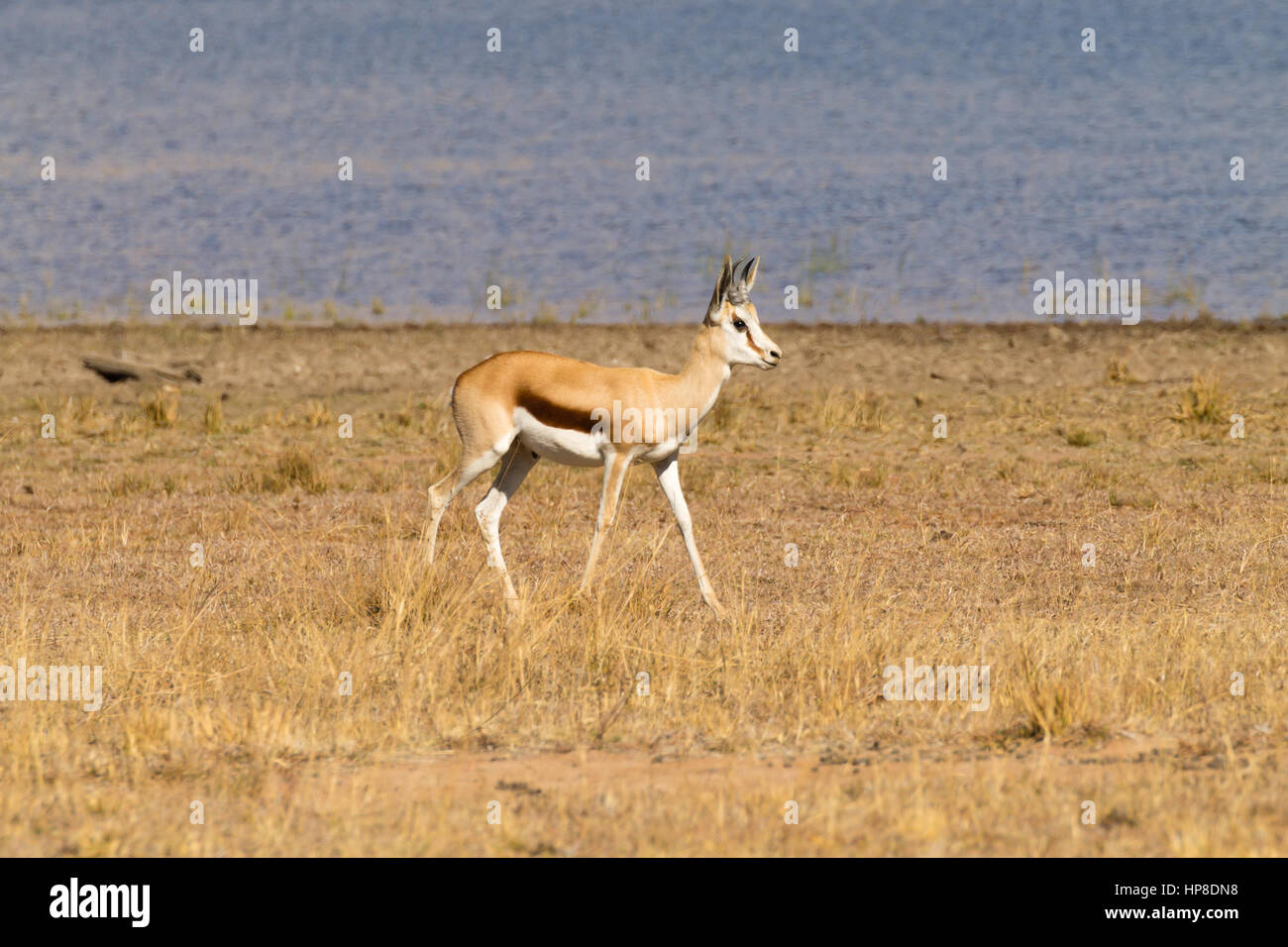 Gazelle cerca del Parque Nacional Pilanesberg, en Sudáfrica. Safari y la vida silvestre. Foto de stock