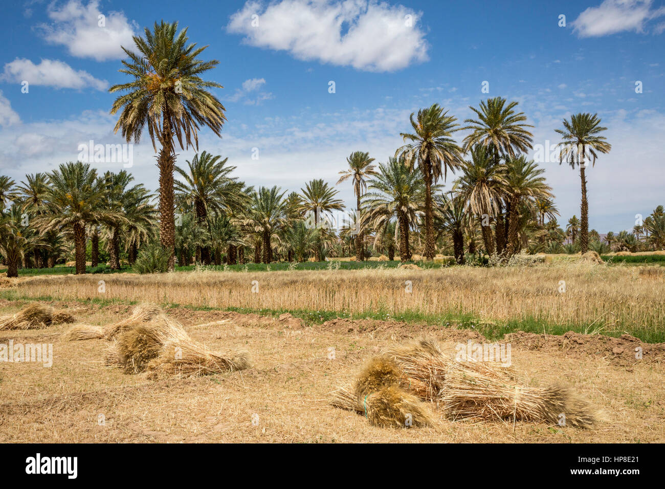 Alnif, provincia de Tinghir, Marruecos. Cosechado fardos de trigo en espera de ser recogidos. Foto de stock