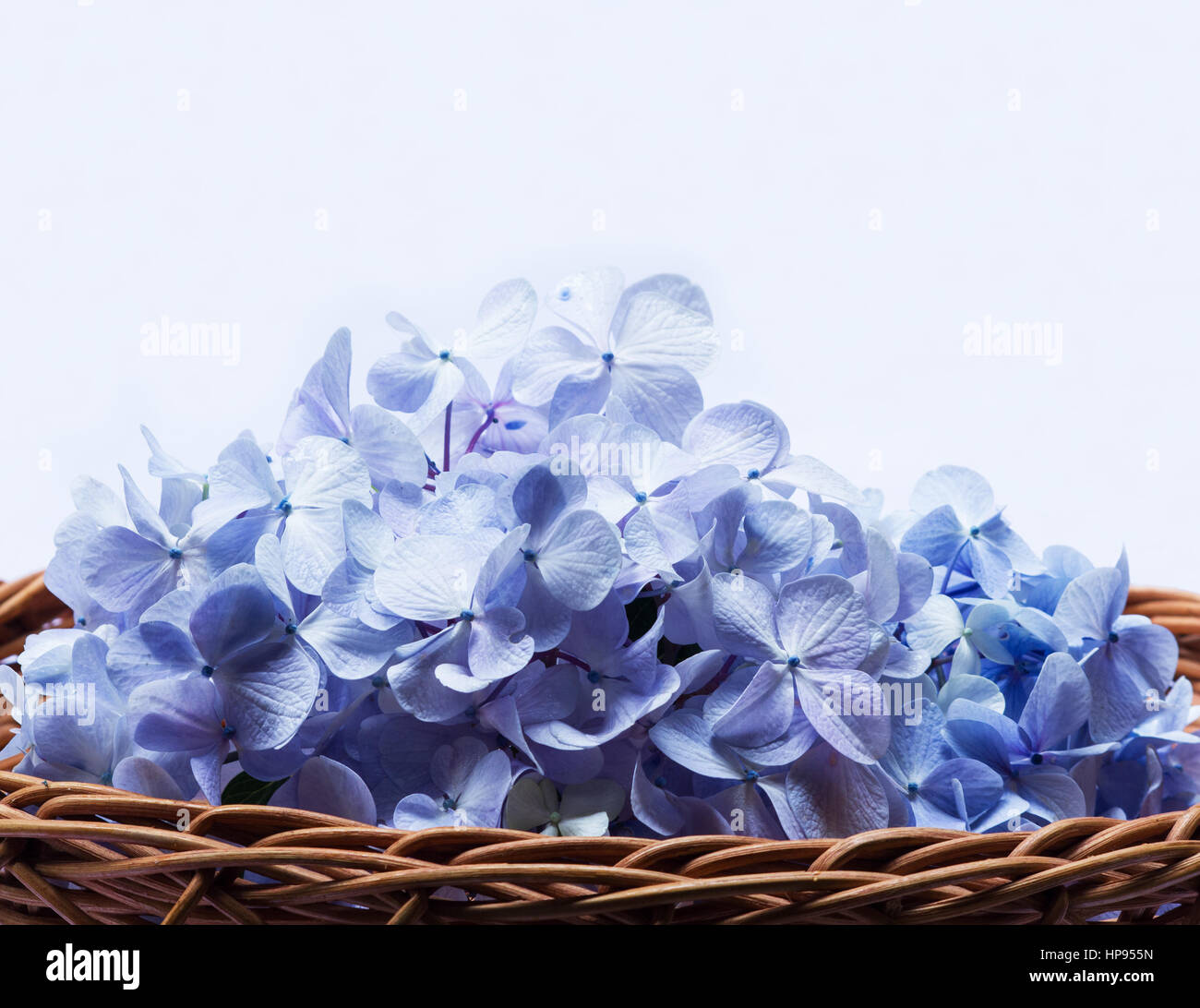 En una canasta de hortensias azules sobre fondo blanco. Foto de stock