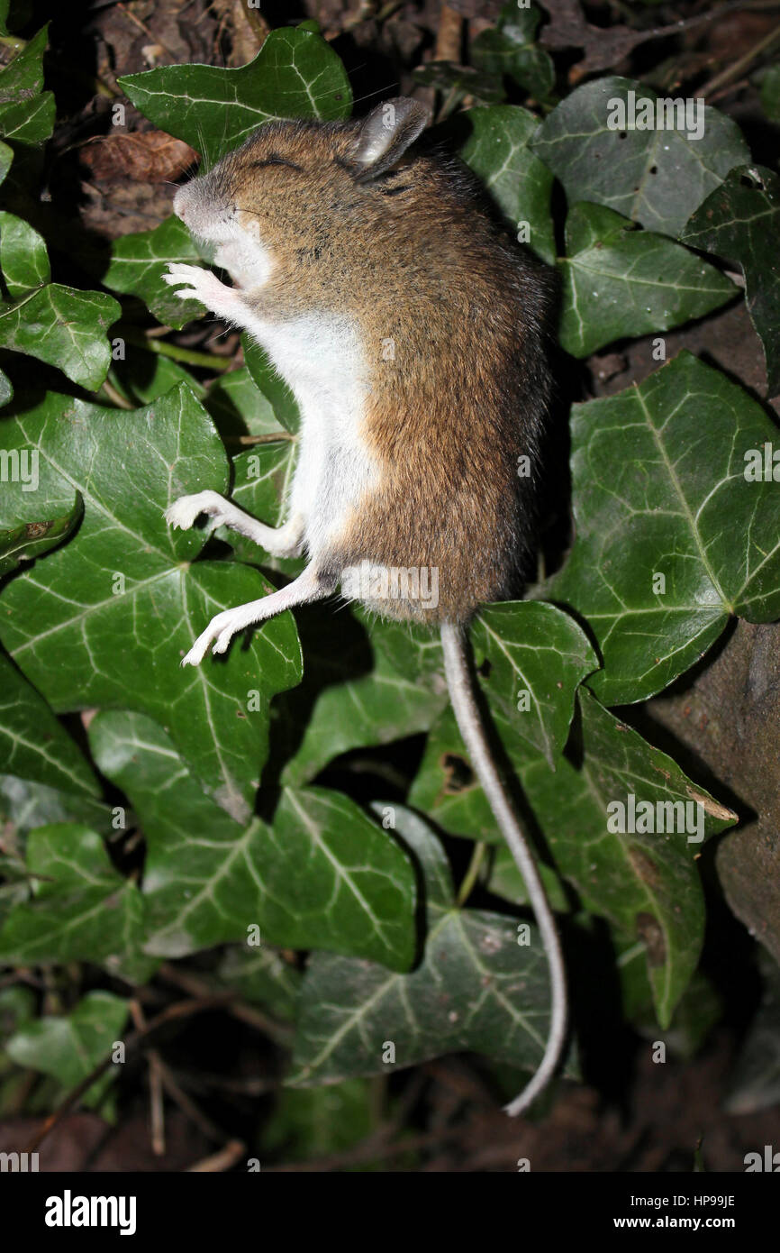 Madera muerta Apodemus sylvaticus ratón Foto de stock