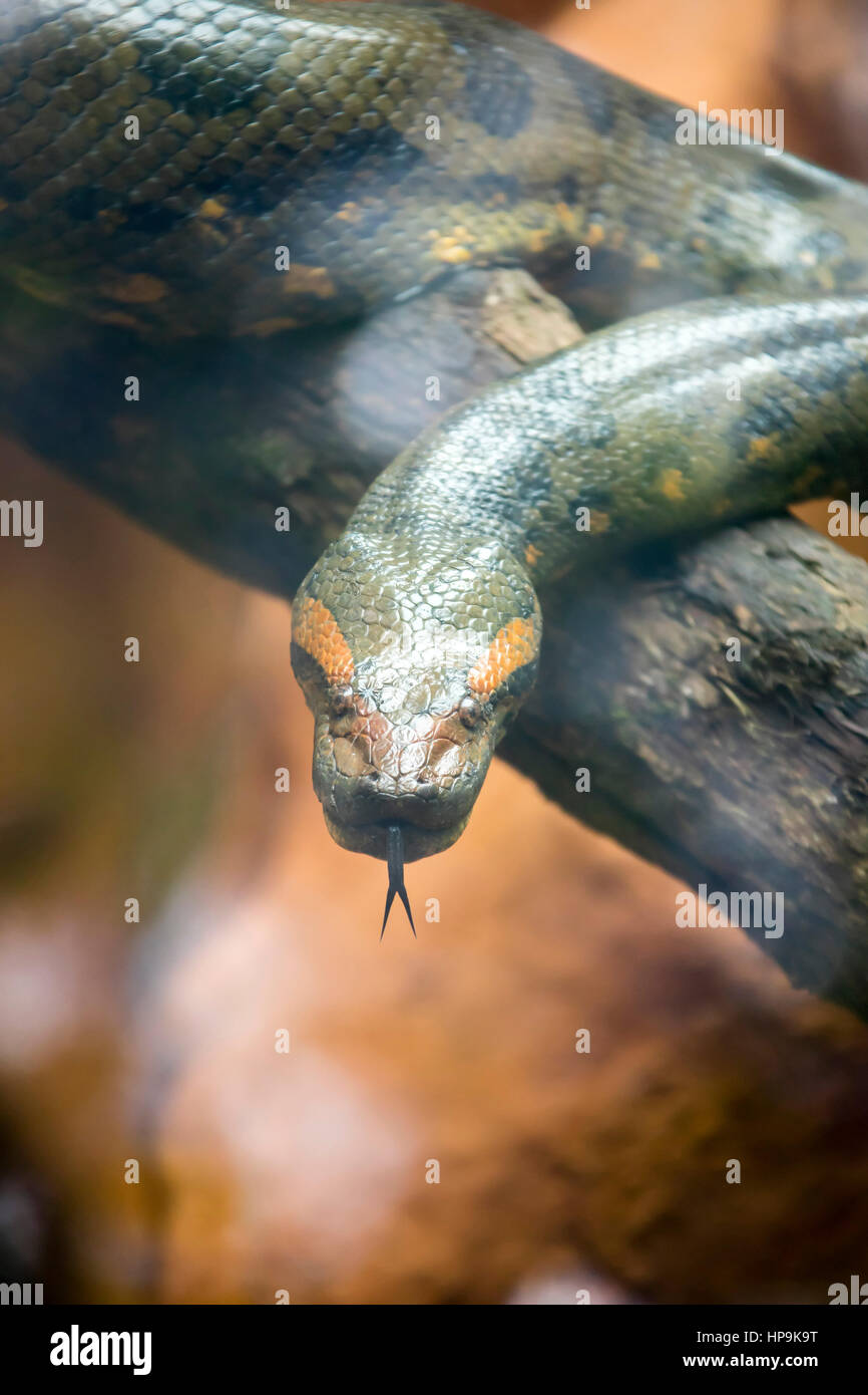 Eunectes murinus, anaconda verde, anaconda común, boa de agua, serpiente en cautiverio en el Bioparque los Ocarros. Villavicencio, Colombia. Foto de stock