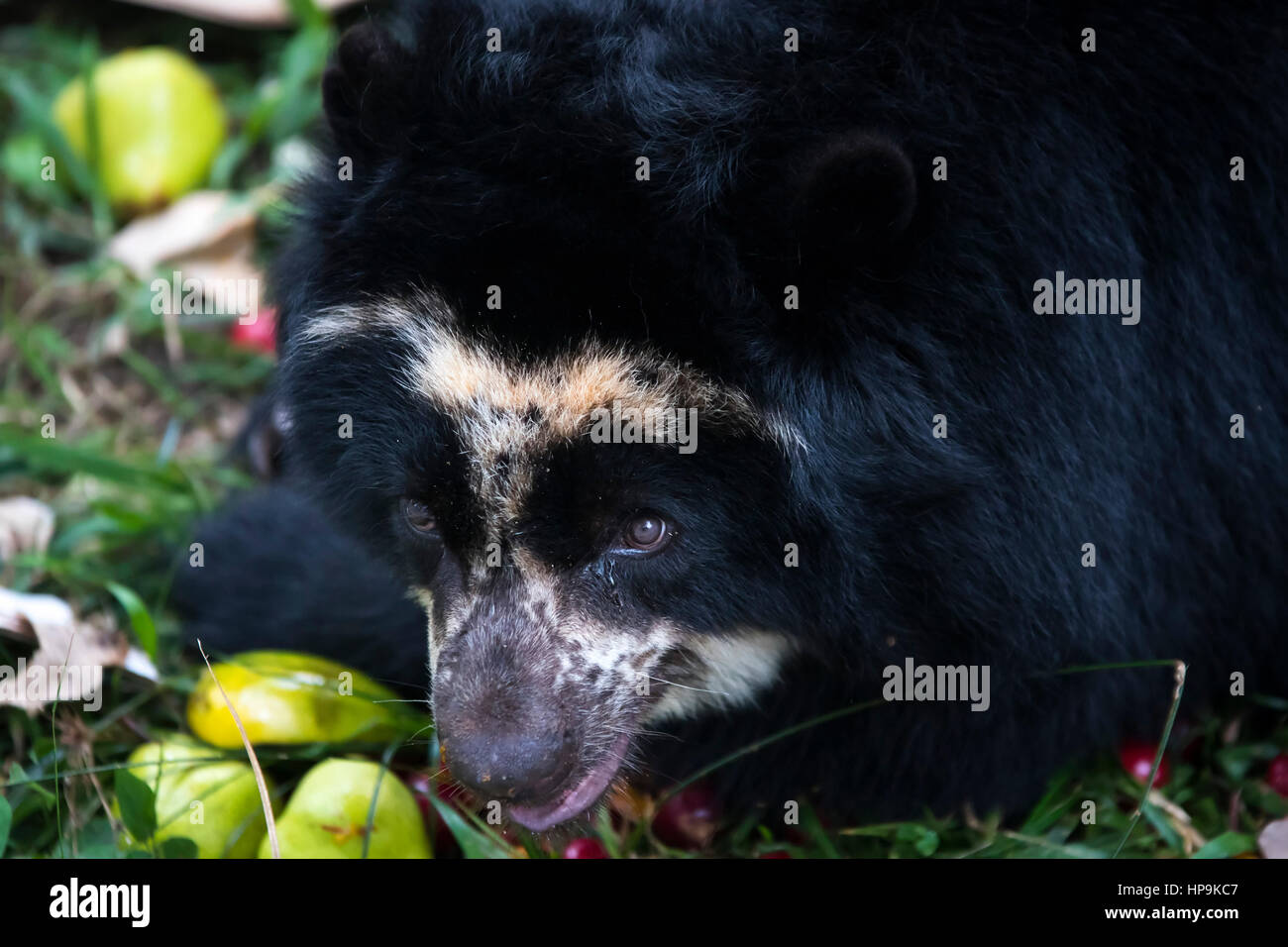 Tremarctos ornatus, oso andino, oso de anteojos en cautiverio en el Bioparque los Ocarros. Villavicencio, Colombia. Foto de stock