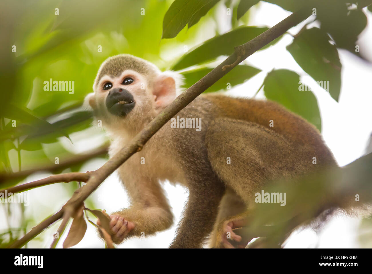 Saimiri sciureus, mono ardilla común en cautiverio en el Bioparque los Ocarros. Villavicencio, Colombia. Foto de stock