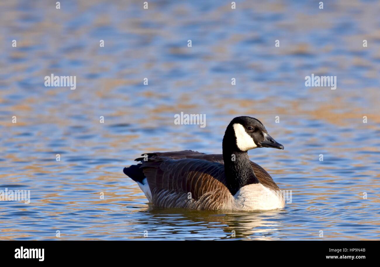 Ganso de Canadá (Branta canadensis) Foto de stock