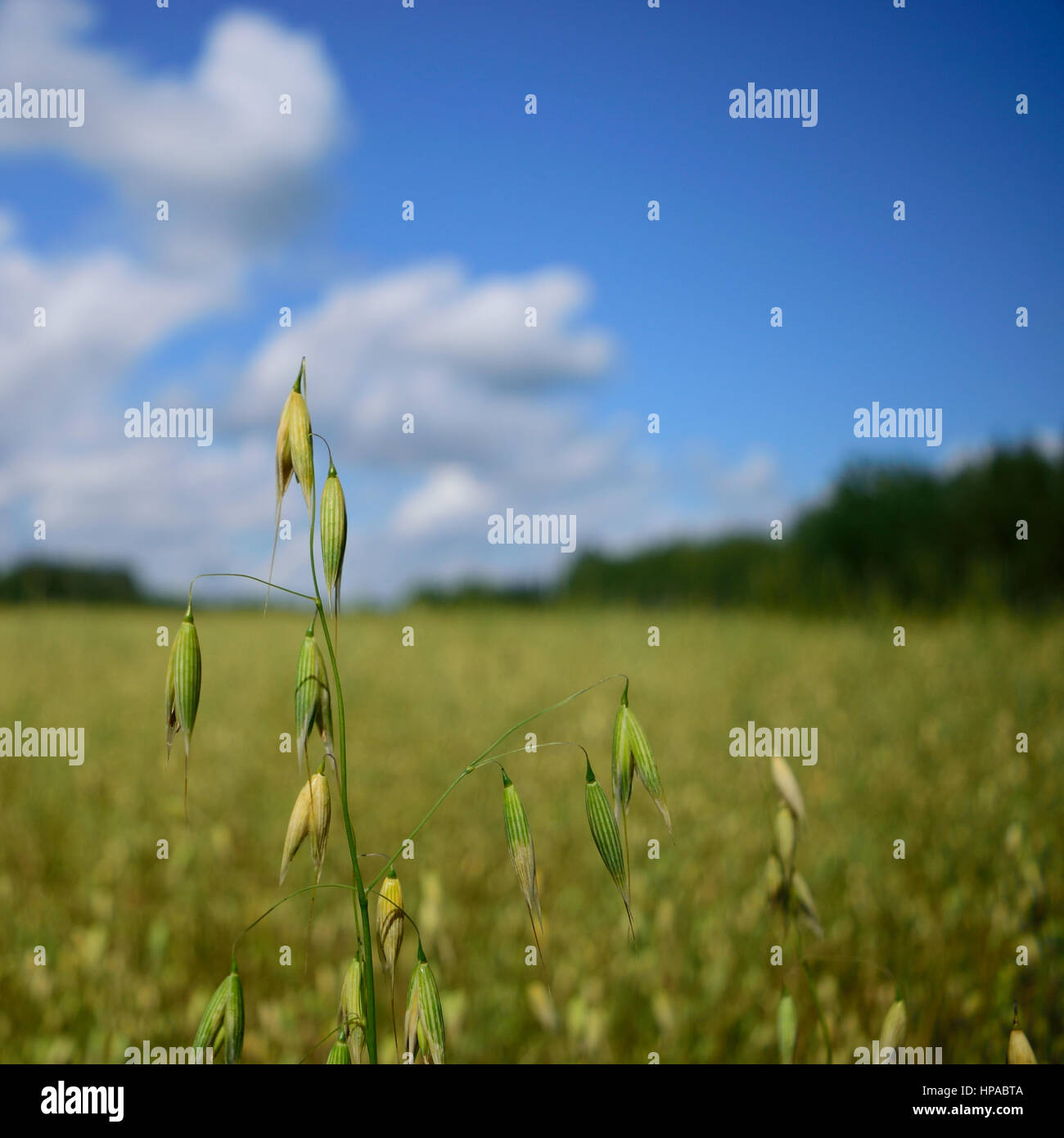 Las plantas de la avena con el cielo azul Foto de stock