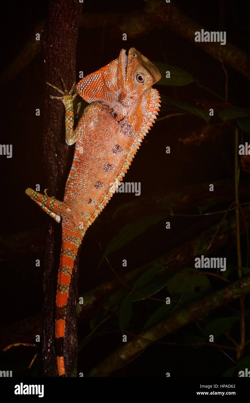 Un colorido Doria's Anglehead Lizard en la selva durante la noche en Santubong, Sarawak, Borneo, Malasia Oriental Foto de stock
