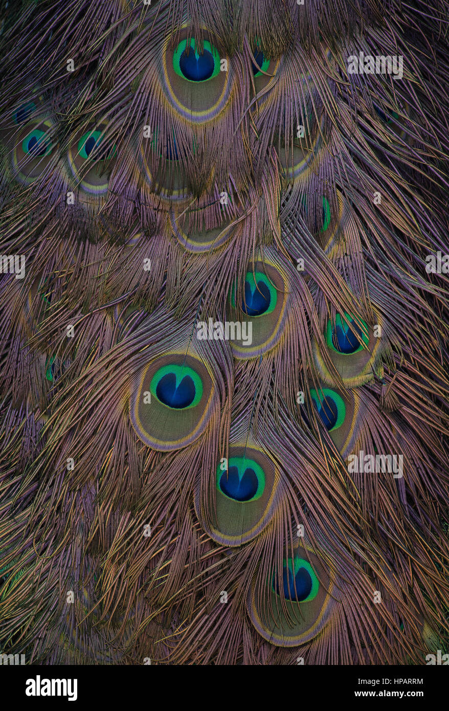 Cola de pavo real de colores fotografías e imágenes de alta resolución