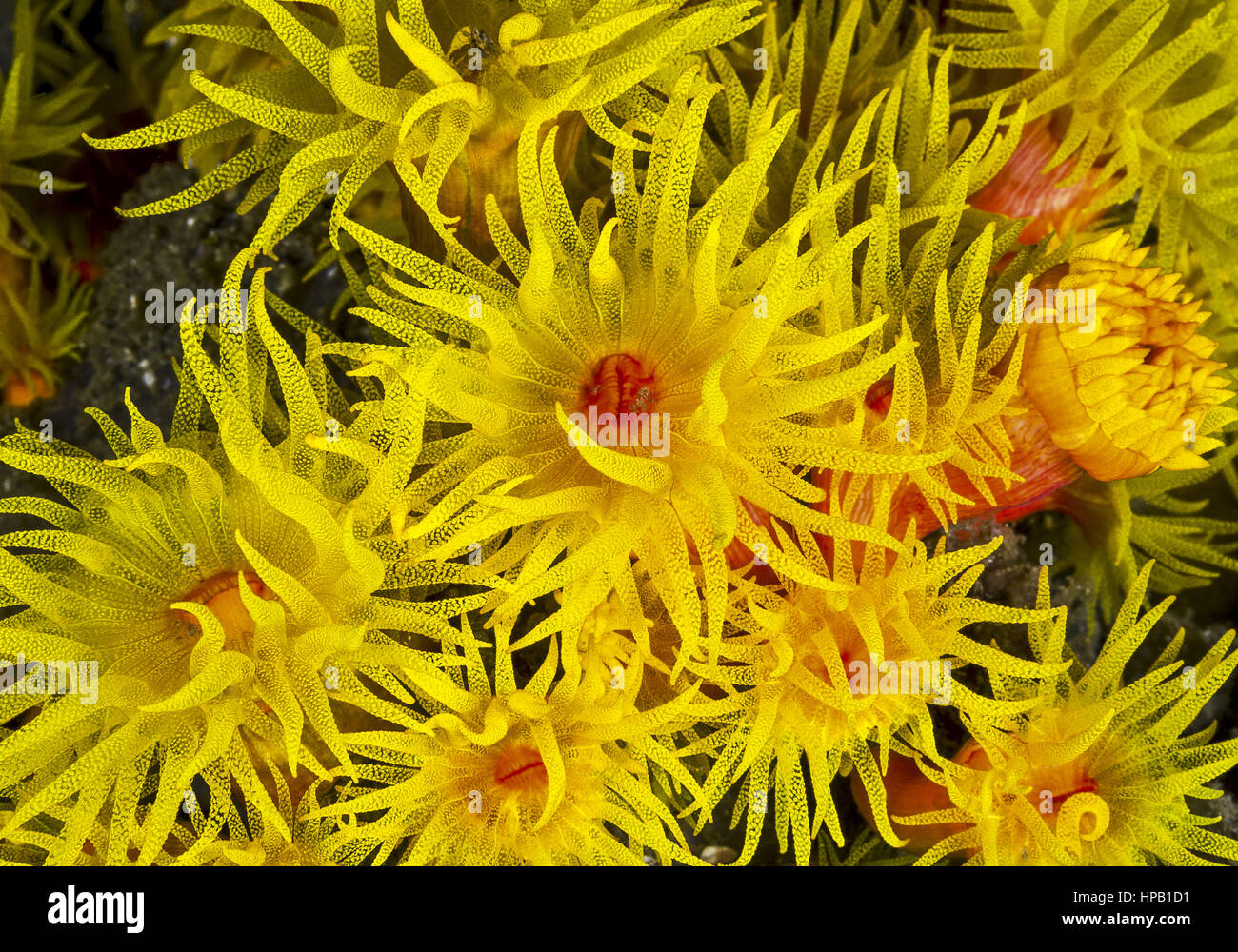 Gelbe korallen Foto de stock