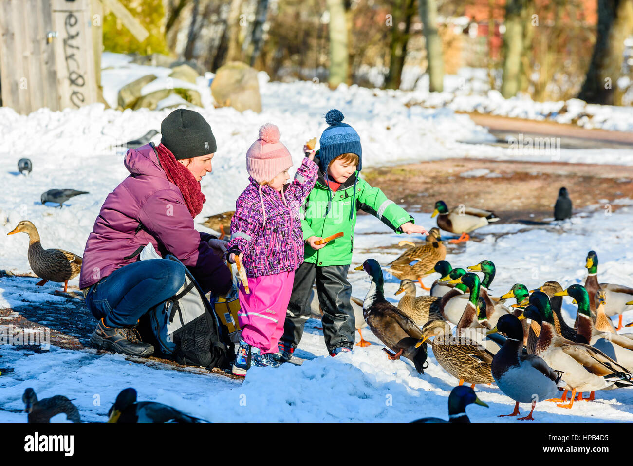 Solvesborg, Suecia - 14 de febrero de 2017: Documental de niños alimentando a los patos silvestres locales en parque público con la supervisión de un adulto. Nieve en el suelo Foto de stock