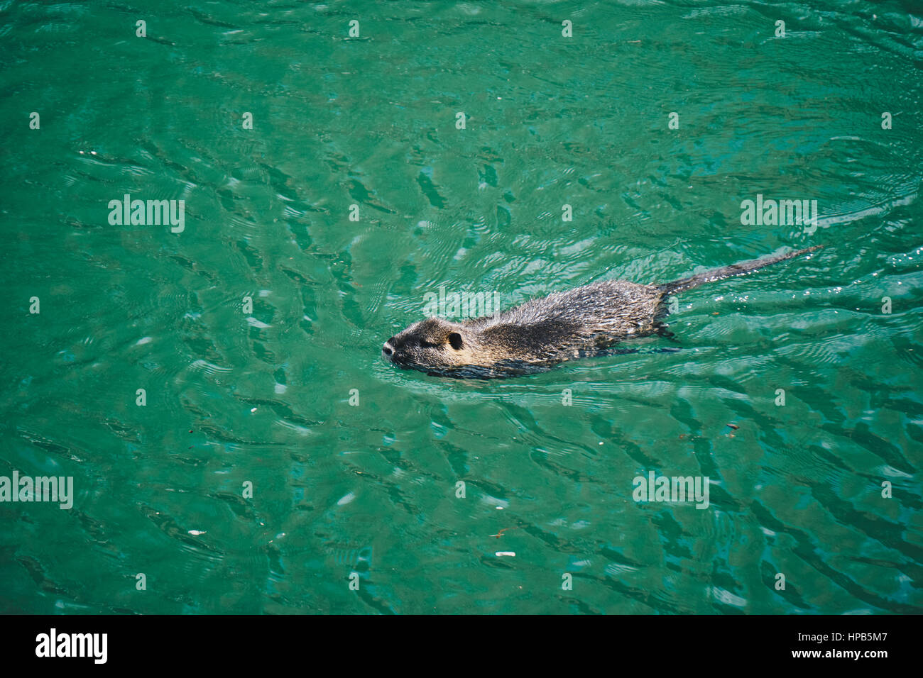 Rata de natación Foto de stock