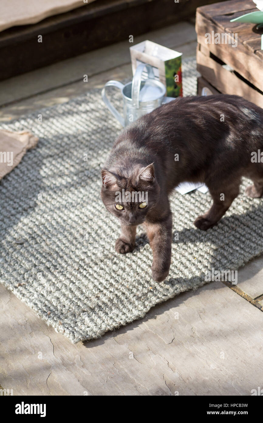 Un gato negro cruza un patio Foto de stock