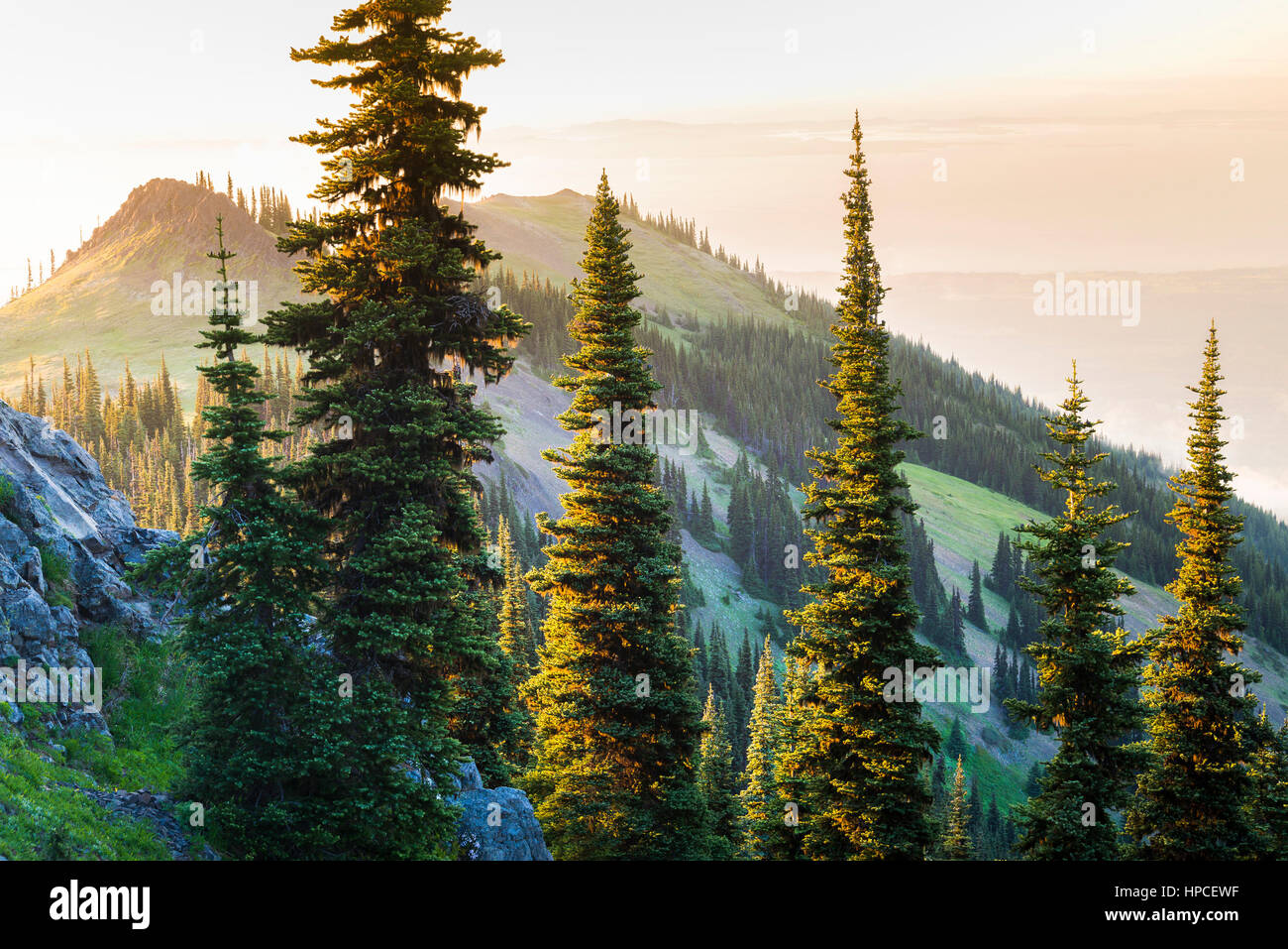 El Parque de los ciervos, Blue Mountain, el Parque Nacional Olympic, Washington, EE.UU. Foto de stock