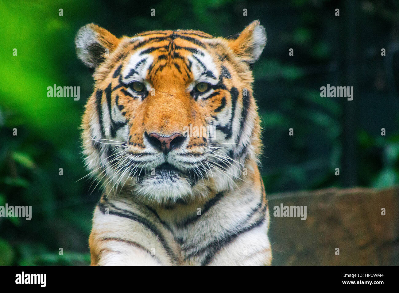 Caminando un tigre siberiano (Panthera tigris altacia) close-up retrato Foto de stock