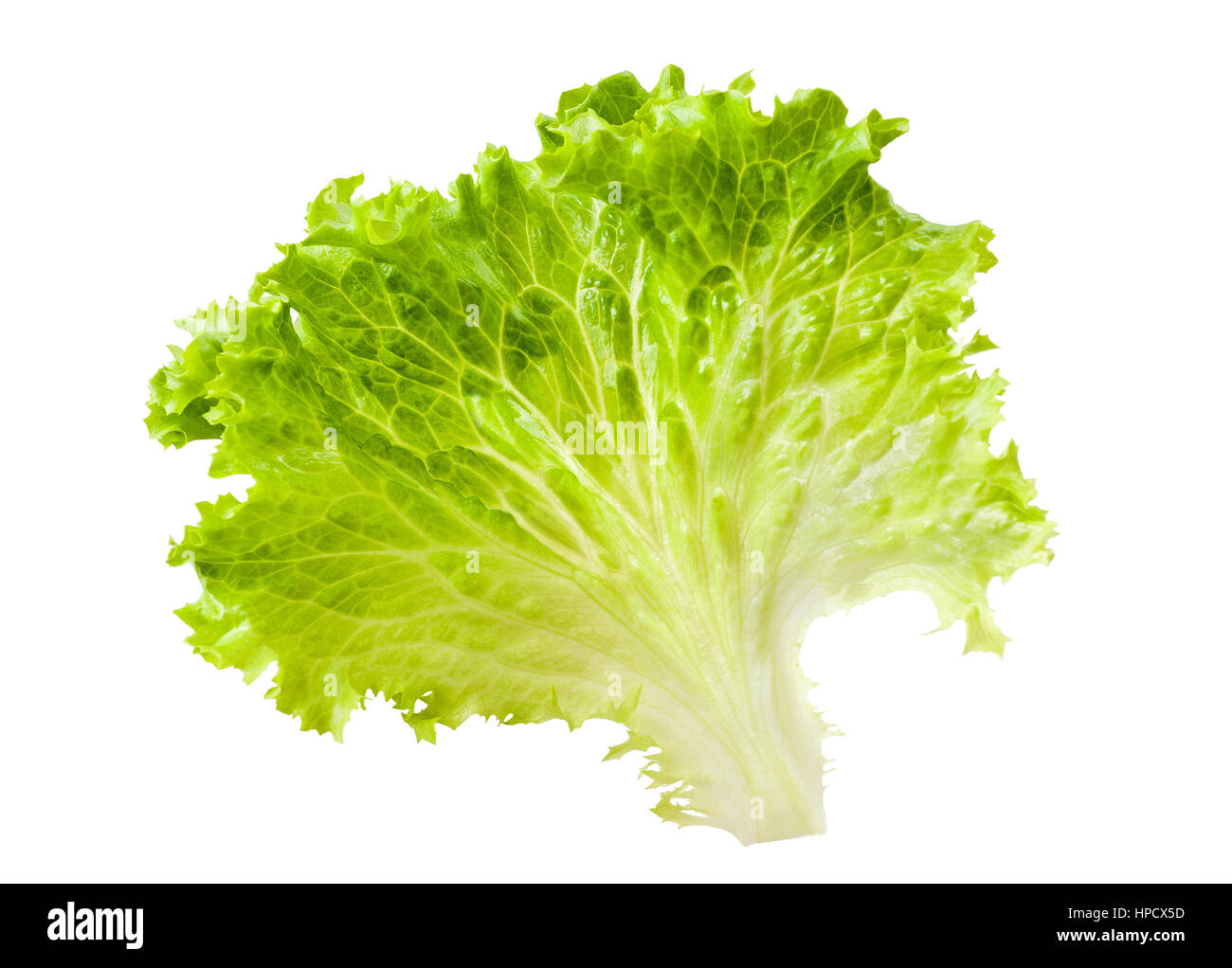 Hoja de lechuga fotografías e imágenes de alta resolución Alamy