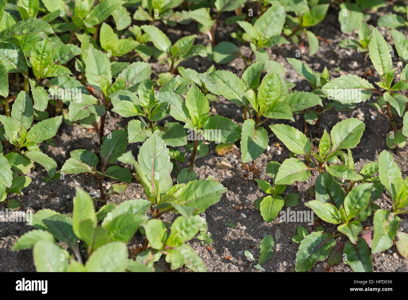 Indisches Springkraut, Drüsiges Springkraut, Blatt, Blätter, Jungpflanze, Impatiens glandulifera, Bálsamo del Himalaya, el casco del policía Foto de stock