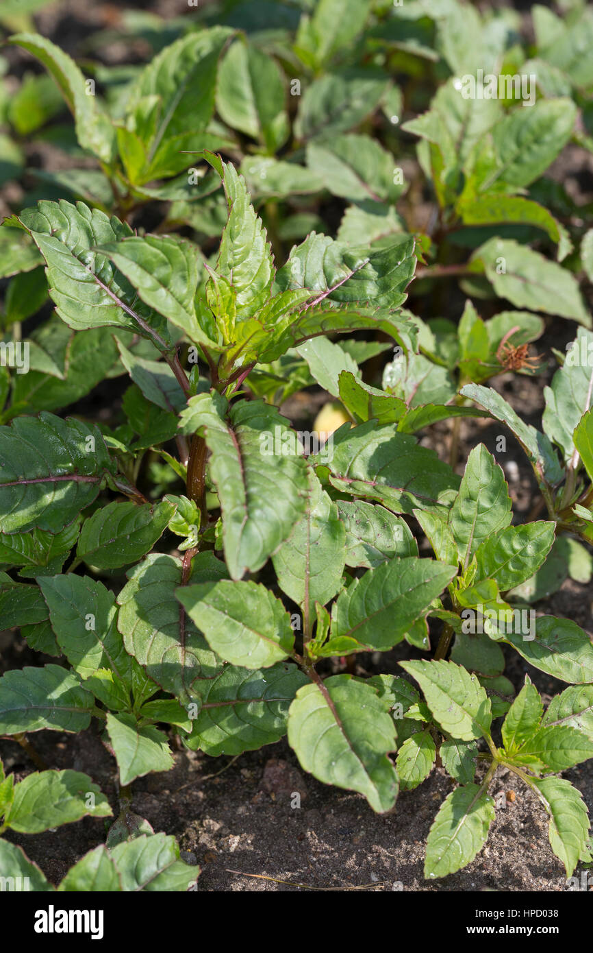 Indisches Springkraut, Drüsiges Springkraut, Blatt, Blätter, Jungpflanze, Impatiens glandulifera, Bálsamo del Himalaya, el casco del policía Foto de stock