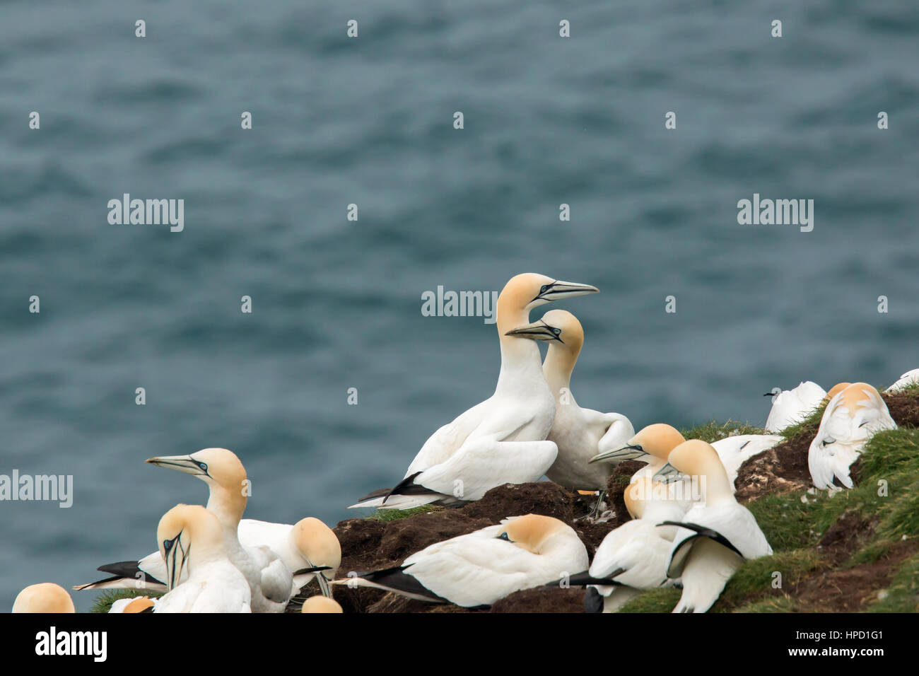 Norte de alcatraces (Morus bassanus) Cabeza de Troup, Escocia Foto de stock