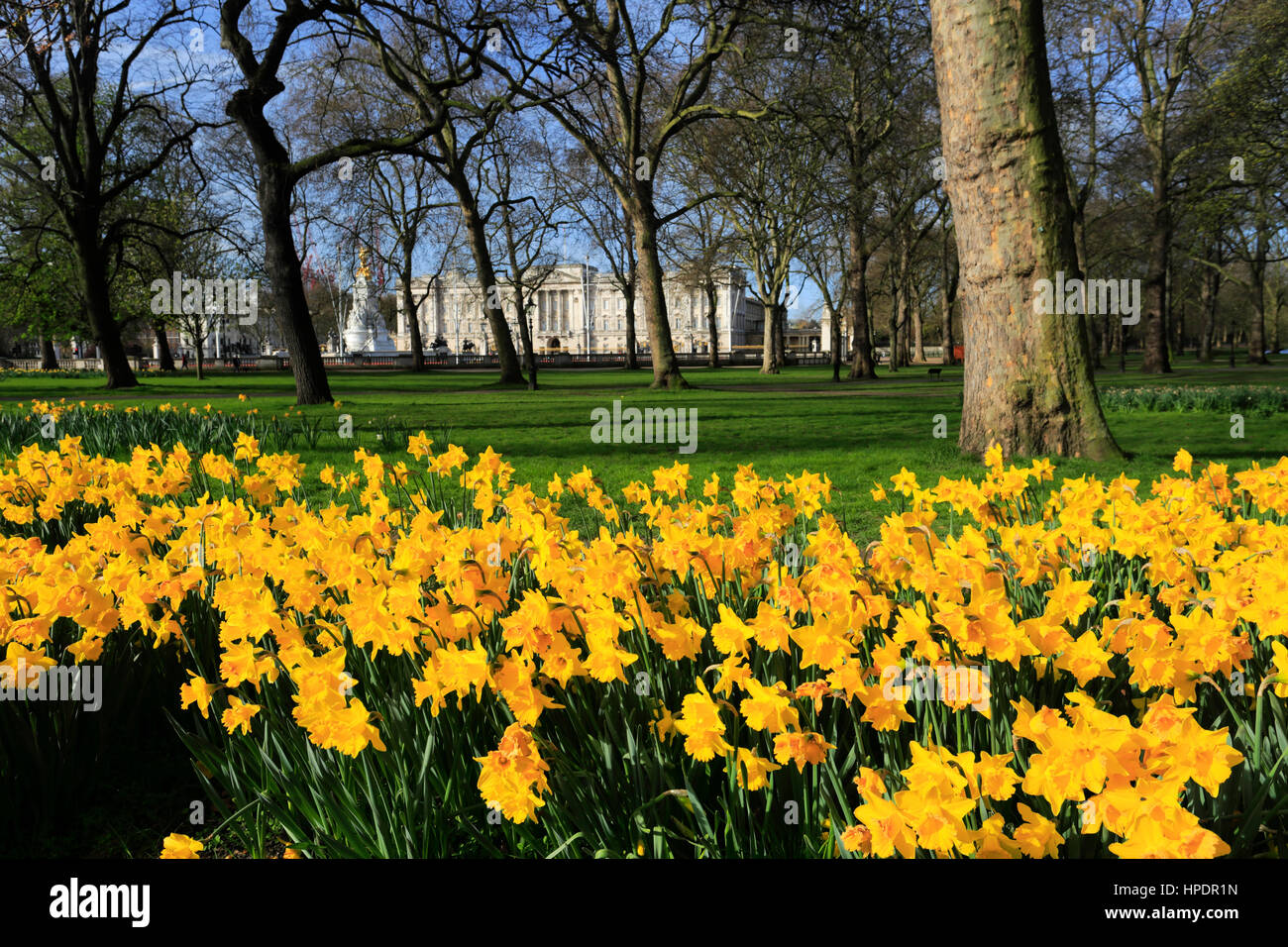 Primavera de narcisos, fachada del palacio de Buckingham, St James, Londres, Inglaterra, Reino Unido. Foto de stock