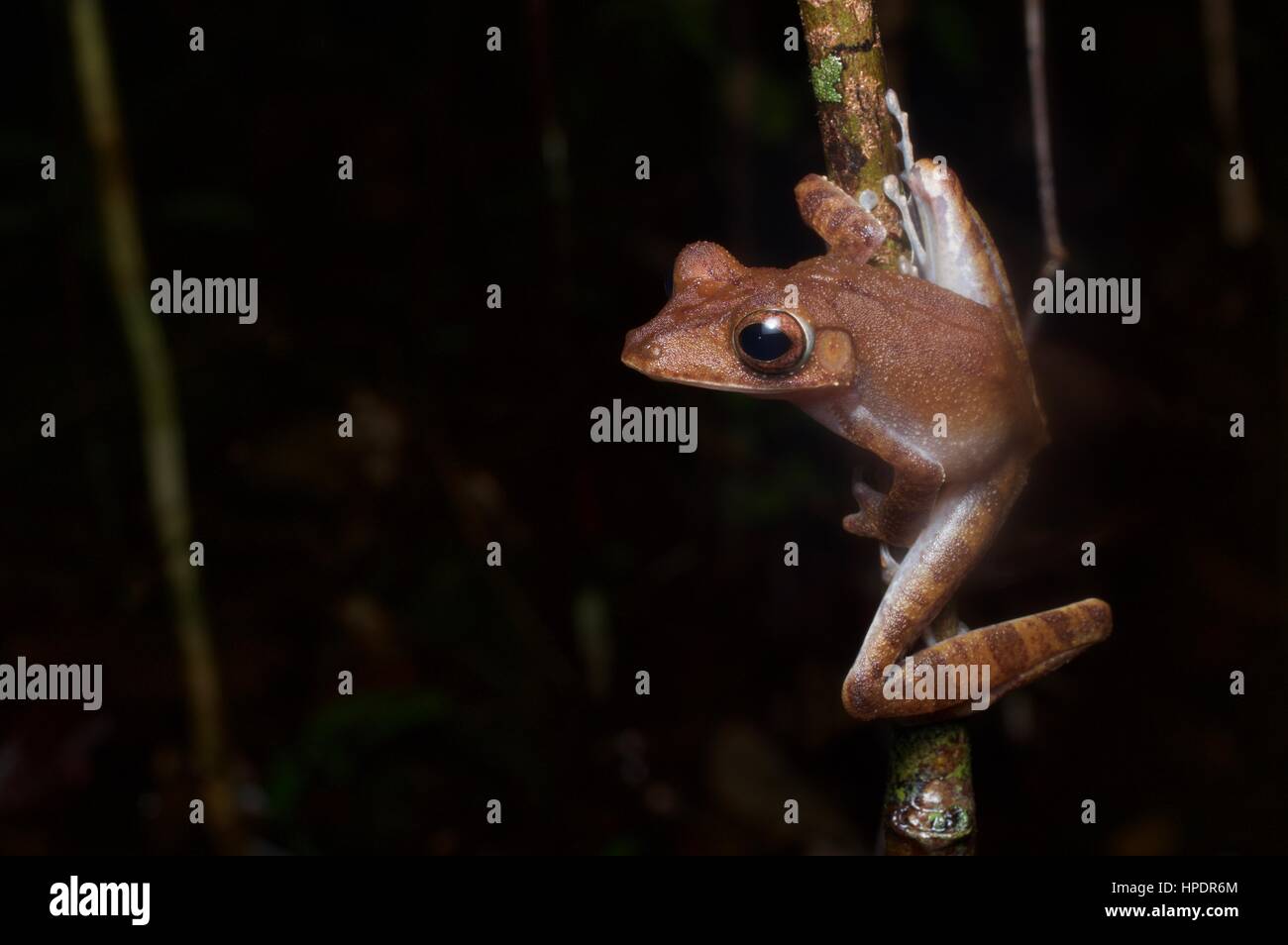 Un Collett's Tree Frog posado en una rama en la selva por la noche en el Parque Nacional Santubong, Sarawak, Borneo, Malasia Oriental Foto de stock