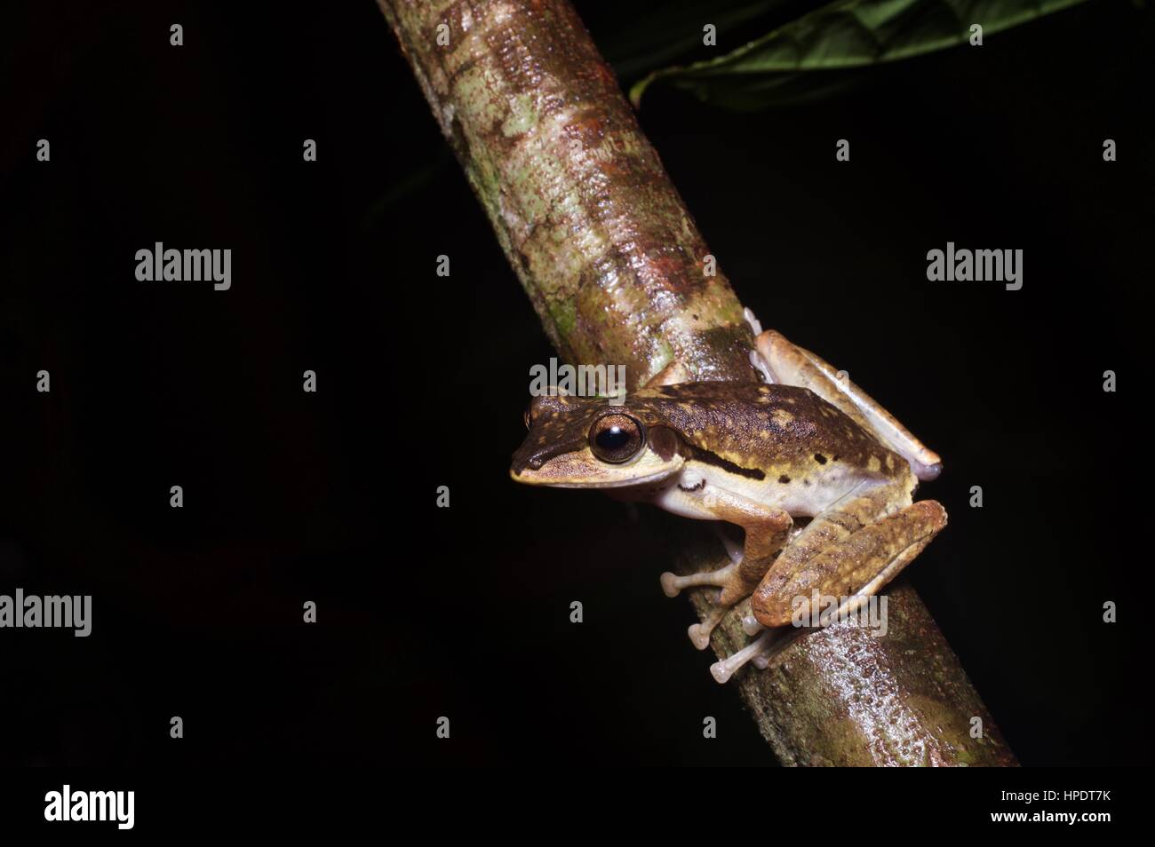 Un oscuro orejudo Tree Frog (Polypedates macrotis) en la selva por la noche en el Parque Nacional Kubah, Sarawak, Borneo, Malasia Oriental Foto de stock