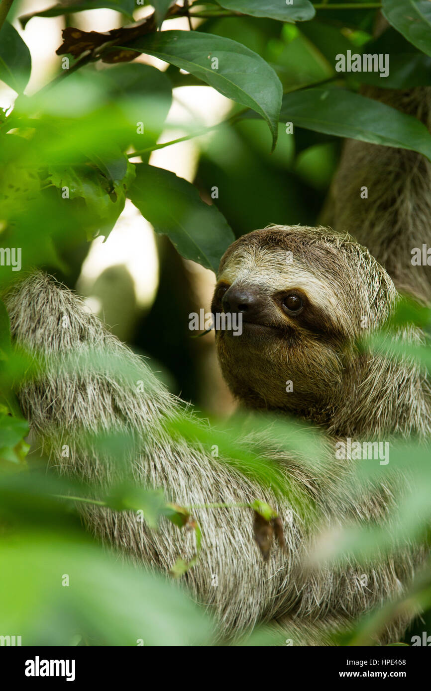 El marrón-throated perezoso, Bradypus variegatus es una especie de Perezoso de tres dedos encontrados en América Central y América del Sur. Se muestra aquí en Costa Rica. Que l Foto de stock