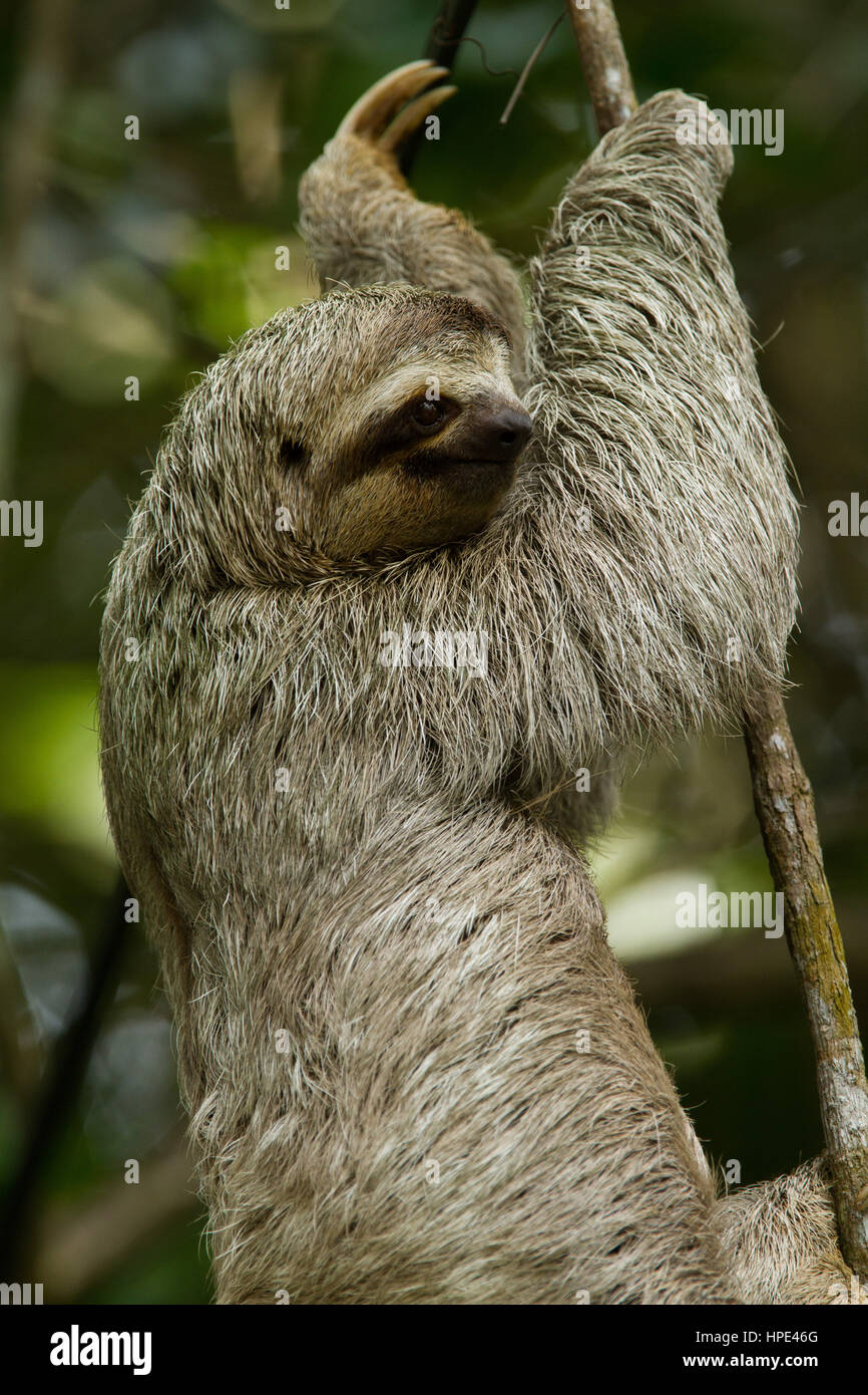 El marrón-throated perezoso, Bradypus variegatus es una especie de Perezoso de tres dedos encontrados en América Central y América del Sur. Se muestra aquí en Costa Rica. Que l Foto de stock