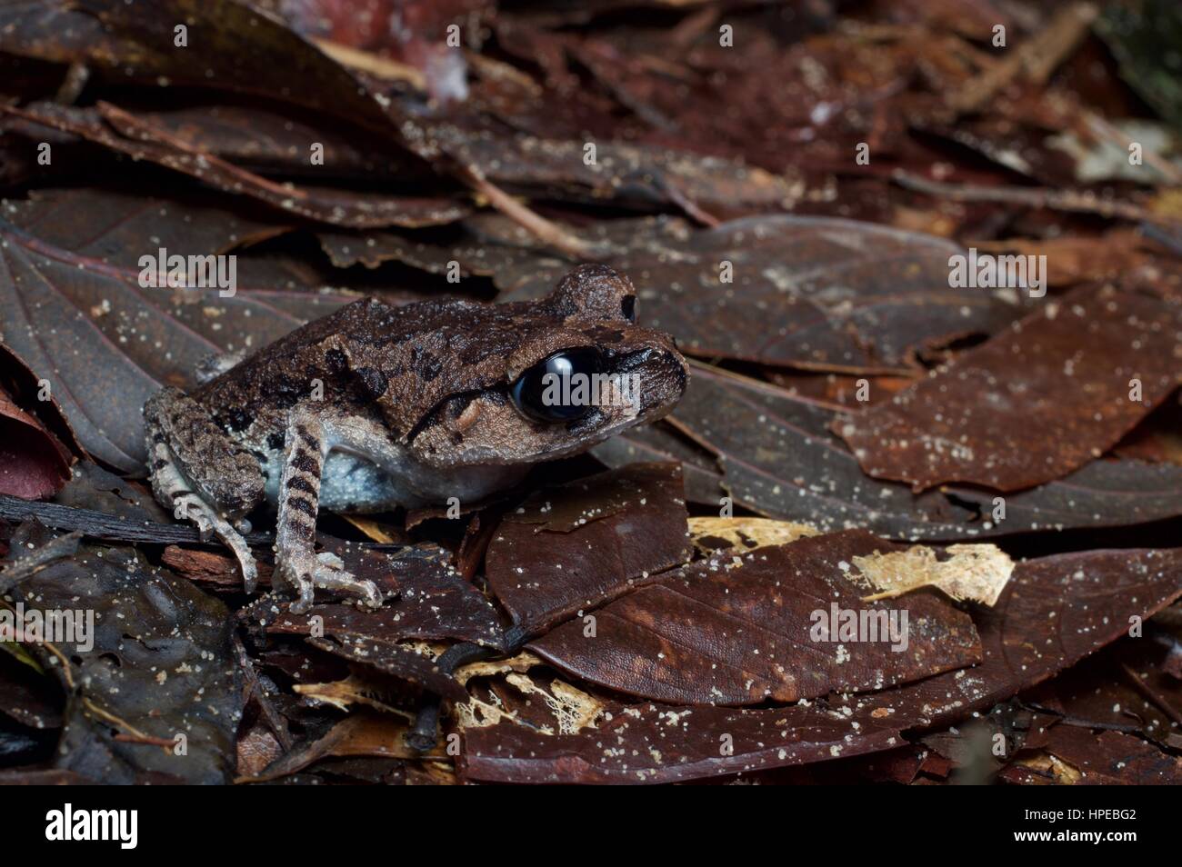Un Inger's Black-eyed Rana de hojarasca (Leptobrachium ingeri) en el Parque Nacional Santubong, Sarawak, Borneo, Malasia Oriental Foto de stock
