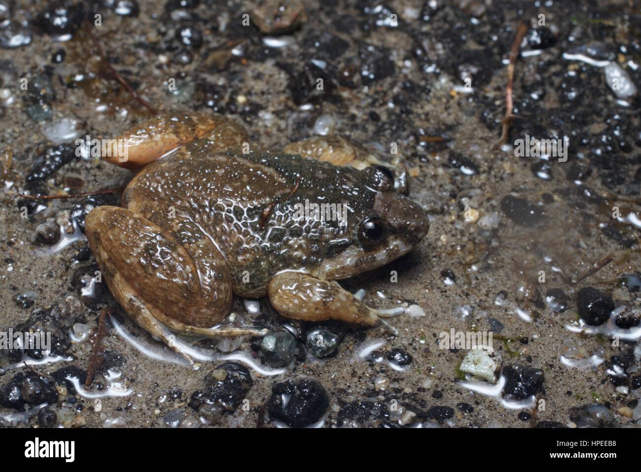 Un Frog (Limnonectes deinodon corrugado) en el bosque lluvioso de noche en Ulu Semenyih, Pahang, Malasia Foto de stock