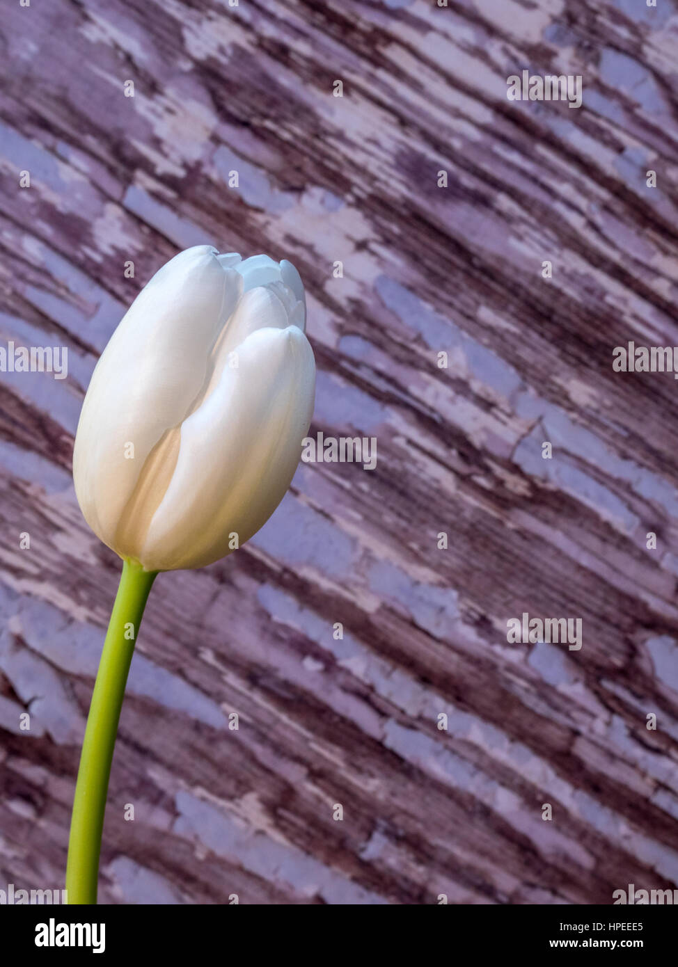 Tulipán blanco flor, orientación vertical Foto de stock