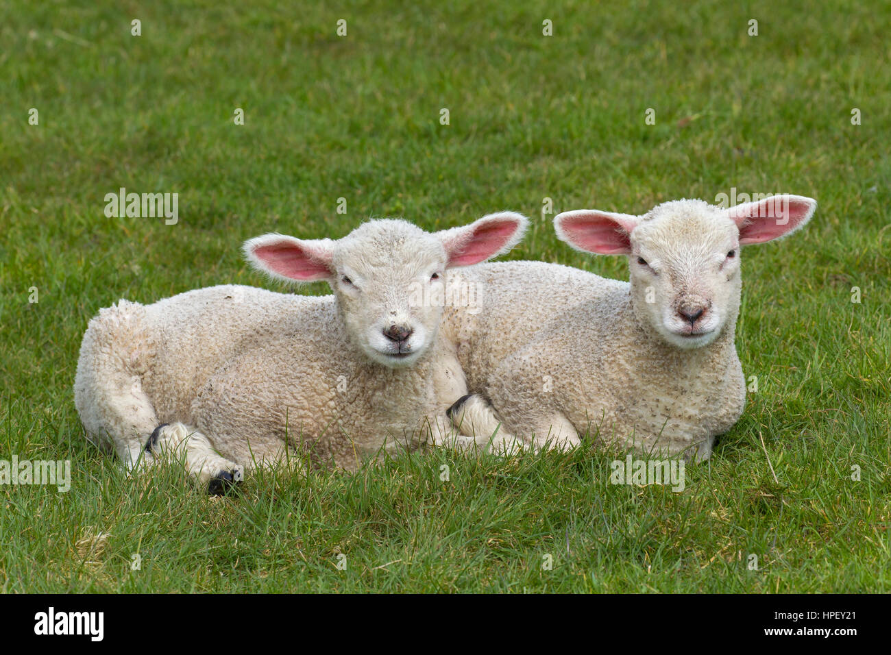 Dos corderos blancos de ovejas domésticas acostado de lado a lado en la pradera Foto de stock