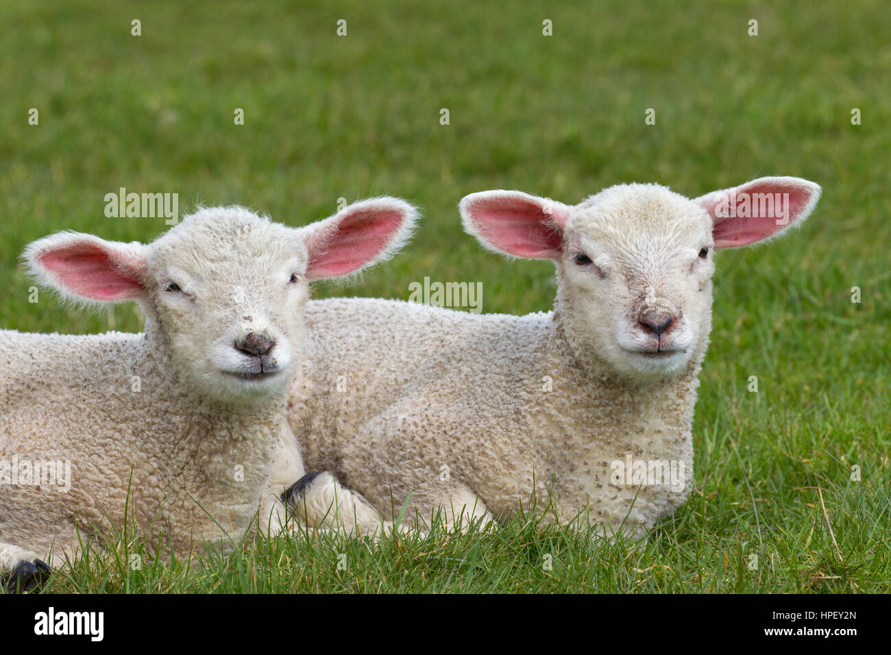 Dos corderos blancos de ovejas domésticas acostado de lado a lado en la pradera Foto de stock
