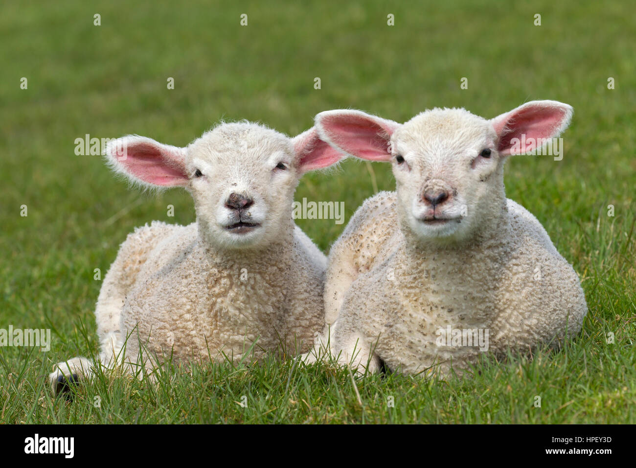 Dos corderos blancos de ovejas domésticas acostado de lado a lado en la pradera Foto de stock