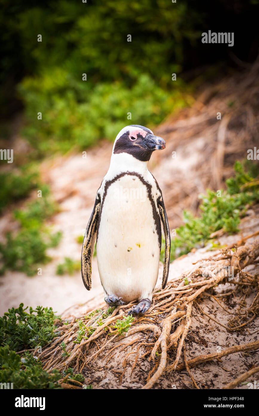 Una de pingüinos africanos (Spheniscus Semersus) en su ambiente natural en la Península del Cabo en Sudáfrica Foto de stock