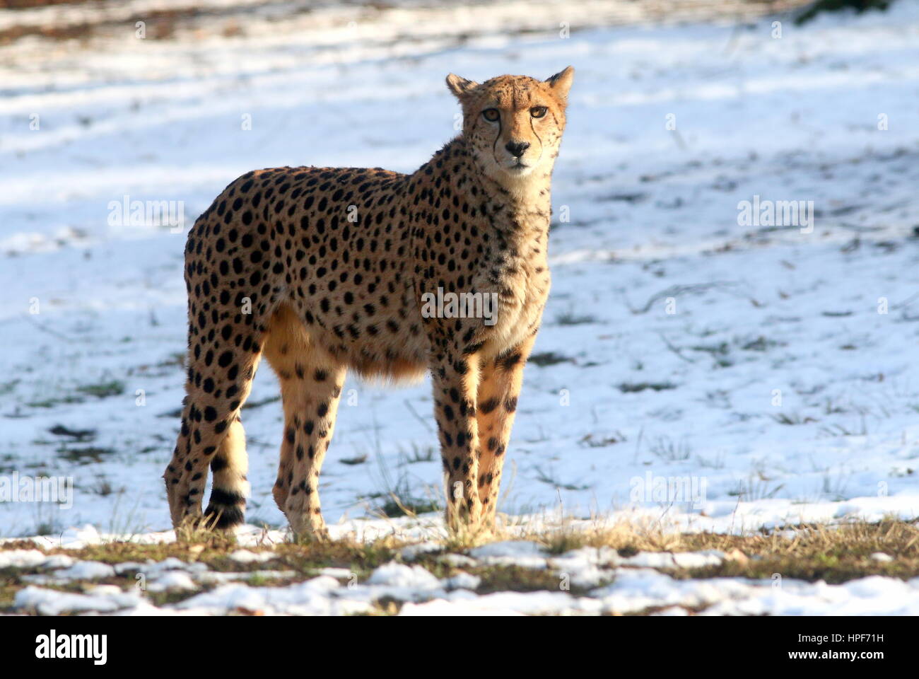 Hembra madura africano de guepardo (Acinonyx jubatus) en el vagabundeo en un paisaje invernal con nieve. Foto de stock