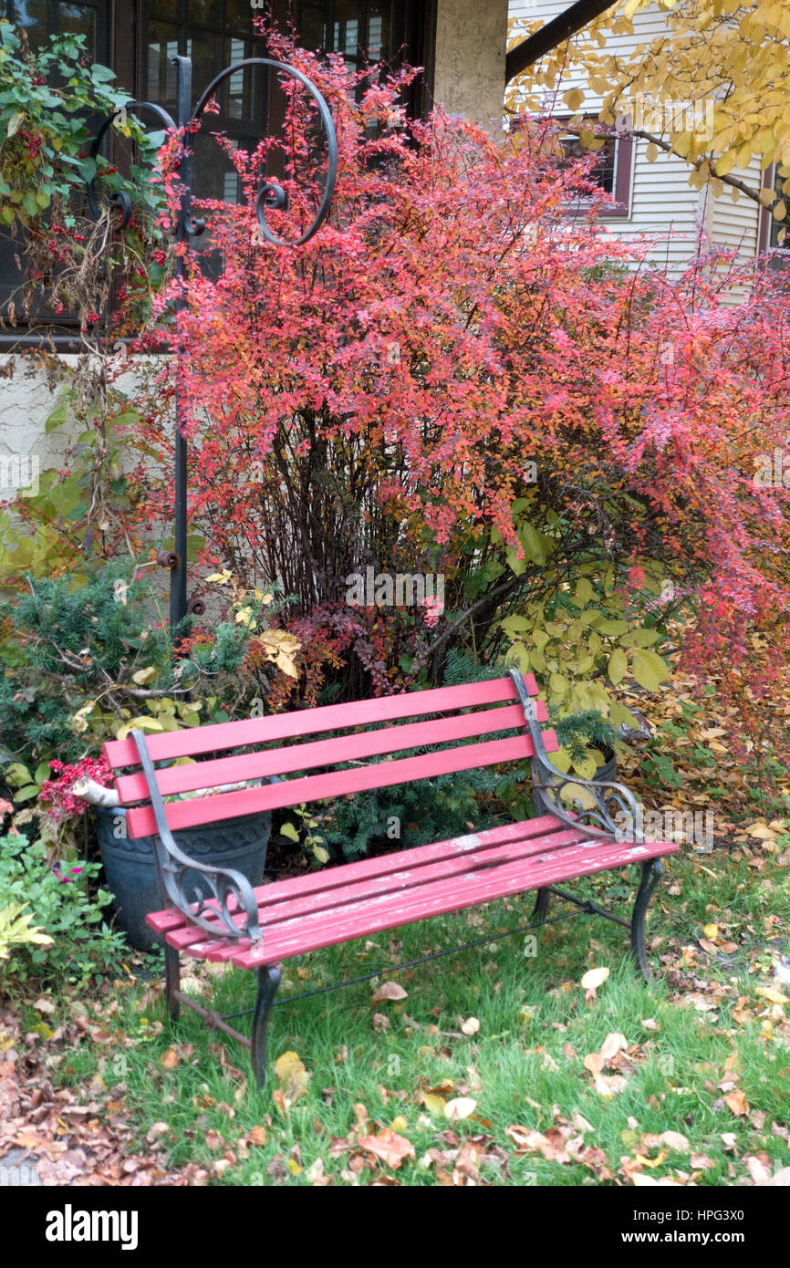 St Paul MN Minnesota USA - otoño rojo encantador barrio día con hojas de arbustos y un banco esperando. Foto de stock