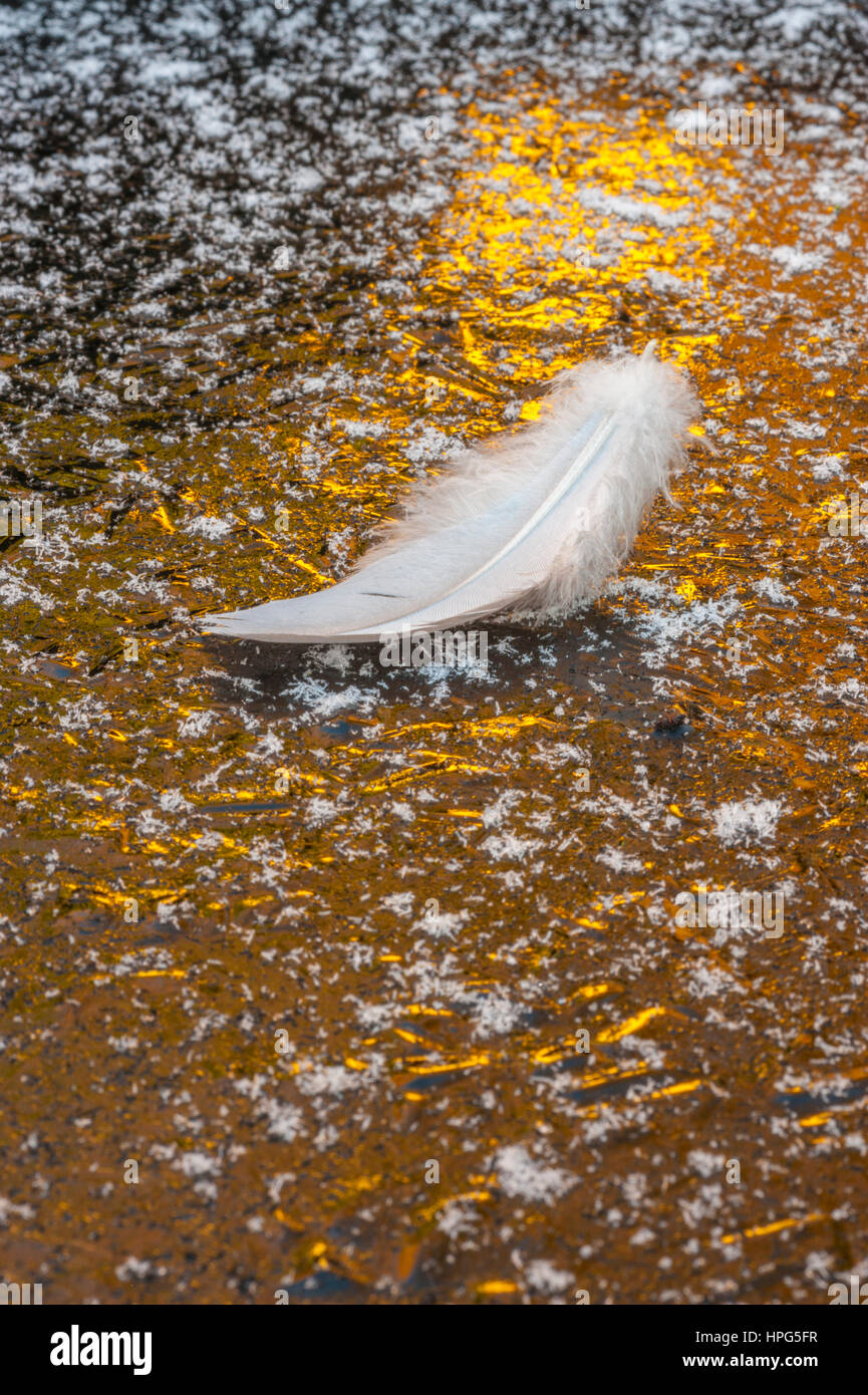 pluma blanca sentada sobre una hoja de hielo iluminada por la luz del sol caliente. Foto de stock