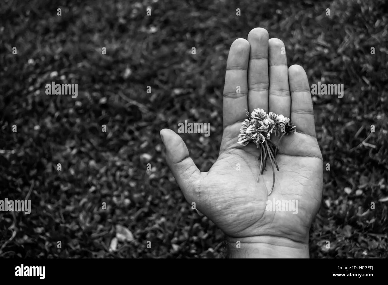 Cerca de una mano sosteniendo flores blancas. Fotografía en blanco y negro con un fondo desenfocado Foto de stock