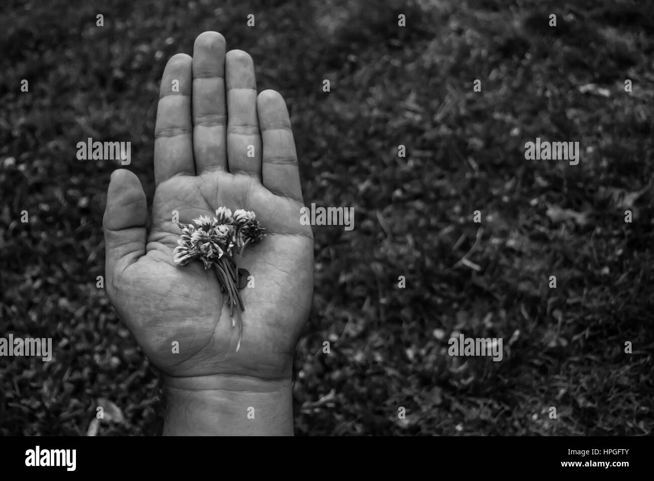 Cerca de una mano sosteniendo flores blancas. Fotografía en blanco y negro con un fondo desenfocado Foto de stock