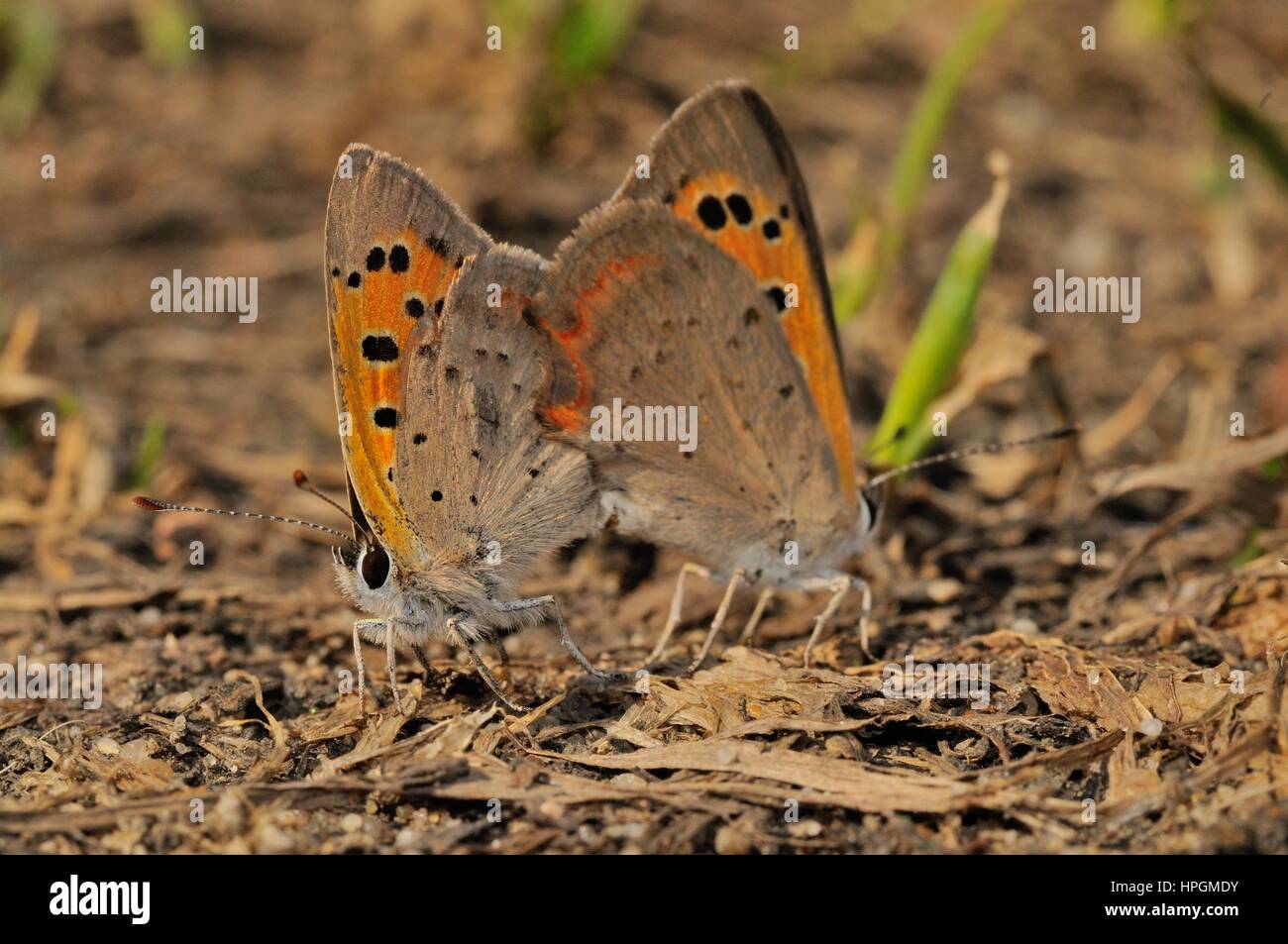 Grande de Cobre (Lycaena dispar), Butterfly © Pawel M. Mikucki Foto de stock
