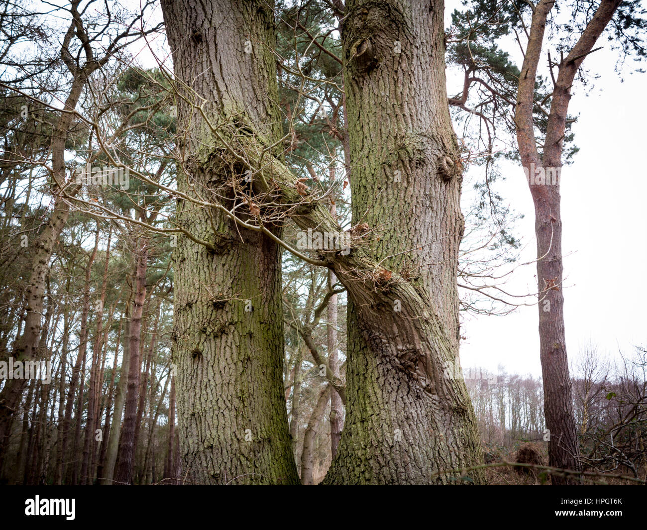 Dos árboles que crecen uno al lado del otro y unidos por una misma rama  Fotografía de stock - Alamy