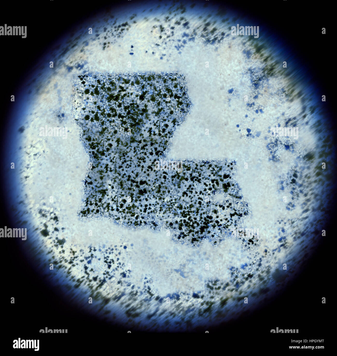 Una vista simulada a través de un microscopio de bacterias en forma de  Louisiana.(series Fotografía de stock - Alamy