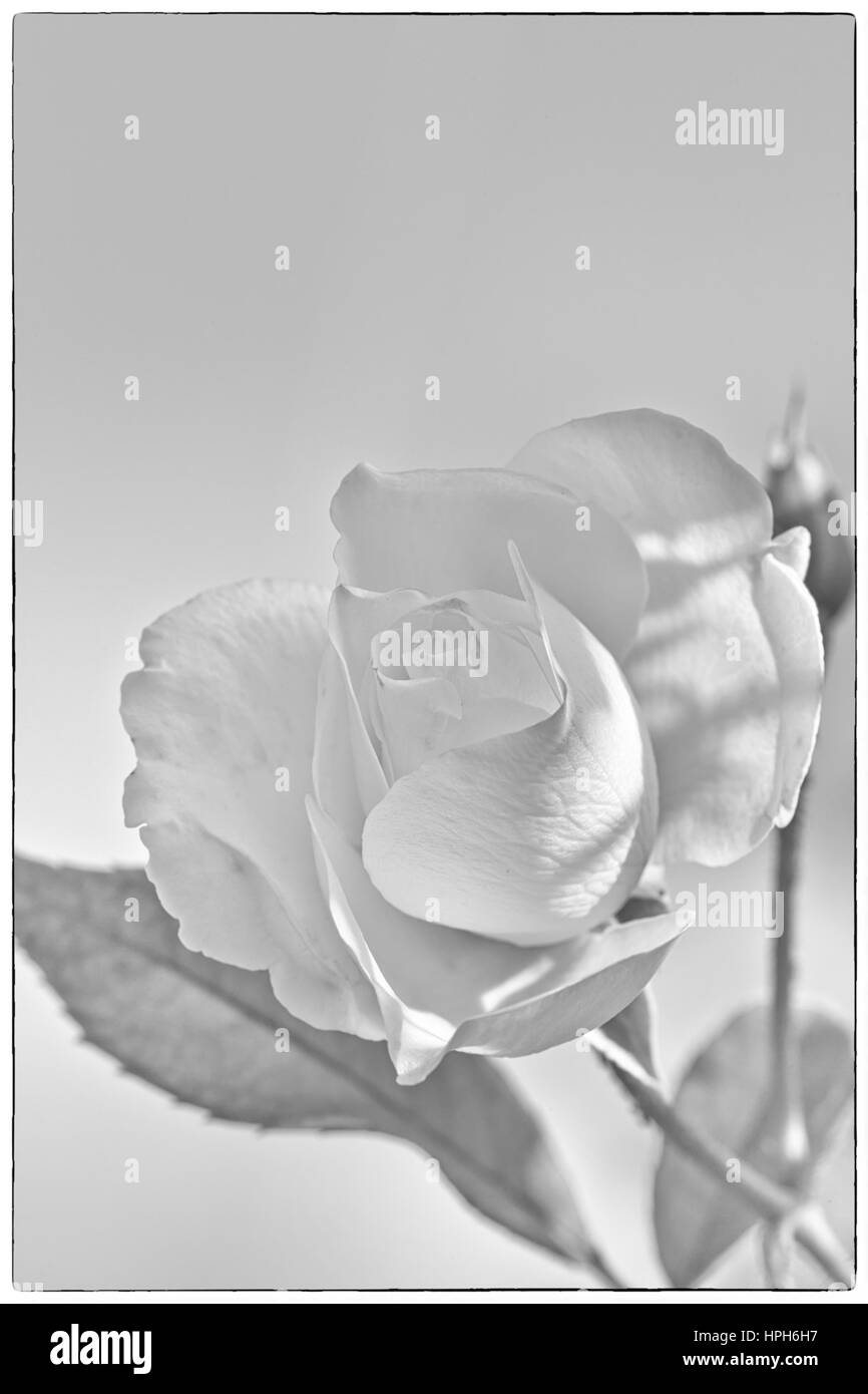 Color Melocotón y un capullo de rosa con hojas verdes con concentrado de flor rosa blanca flor sobre un fondo coloreado, someros focus Foto de stock