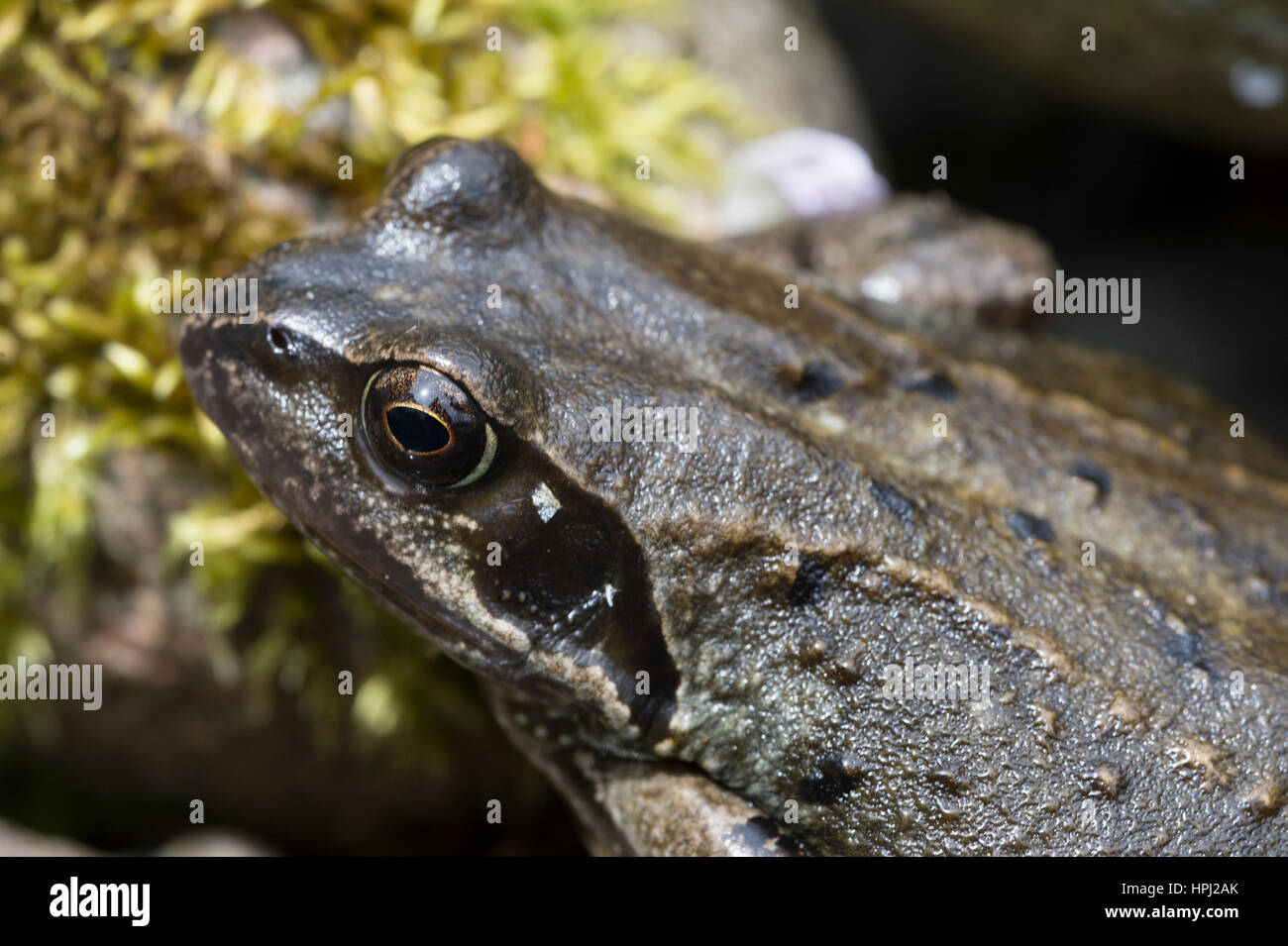 Rana común (Rana temporaria) Foto de stock