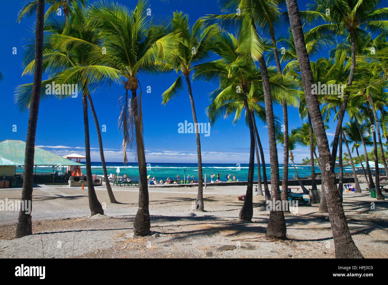 Playa y palmeras en Kailua-Kona, en la Isla Grande de Hawaii, Hawaii, USA. Foto de stock