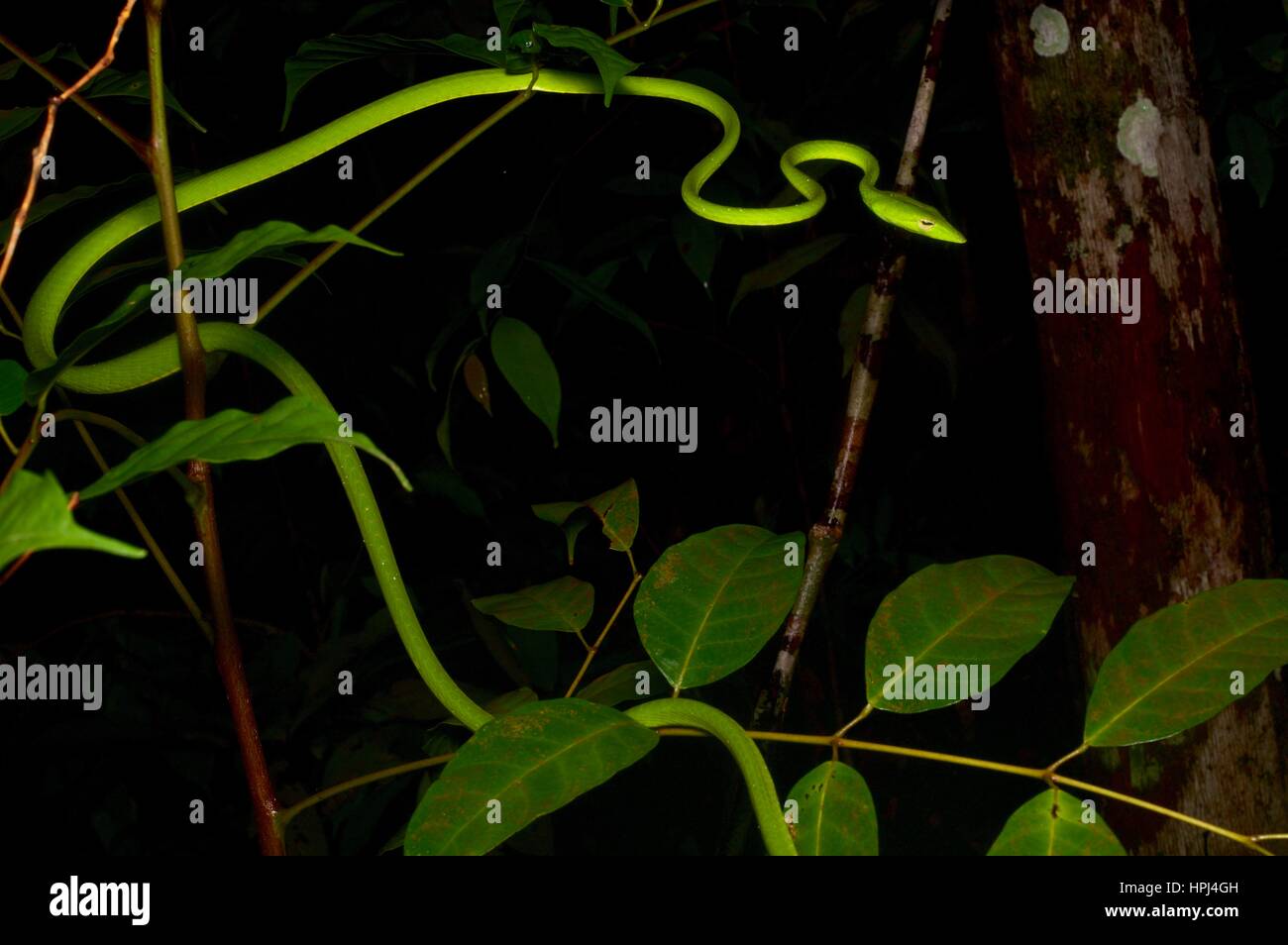 Un verde brillante serpiente látigo Orientales (Ahaetulla prasina) en la selva por la noche en el Parque Nacional Santubong, Sarawak, Borneo, Malasia Oriental Foto de stock