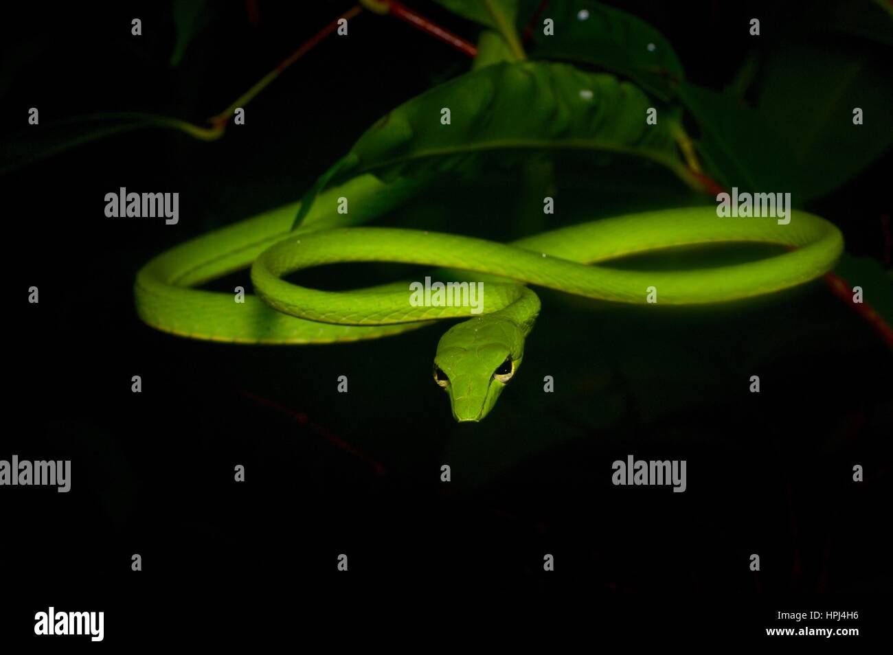 Un verde brillante serpiente látigo Orientales (Ahaetulla prasina) en la selva por la noche en el Parque Nacional Santubong, Sarawak, Borneo, Malasia Oriental Foto de stock