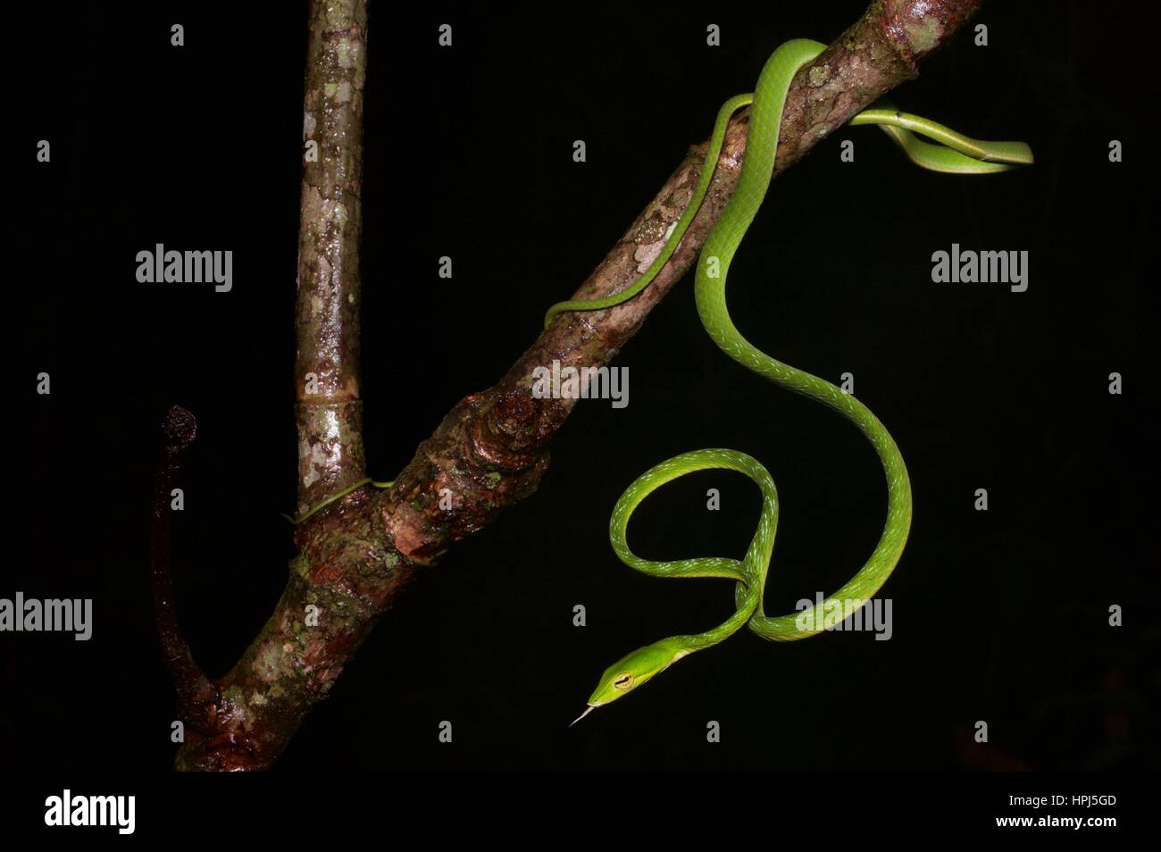 Un verde brillante serpiente látigo Orientales (Ahaetulla prasina) en la selva por la noche en el Parque Nacional Kubah, Sarawak, Borneo, Malasia Oriental Foto de stock